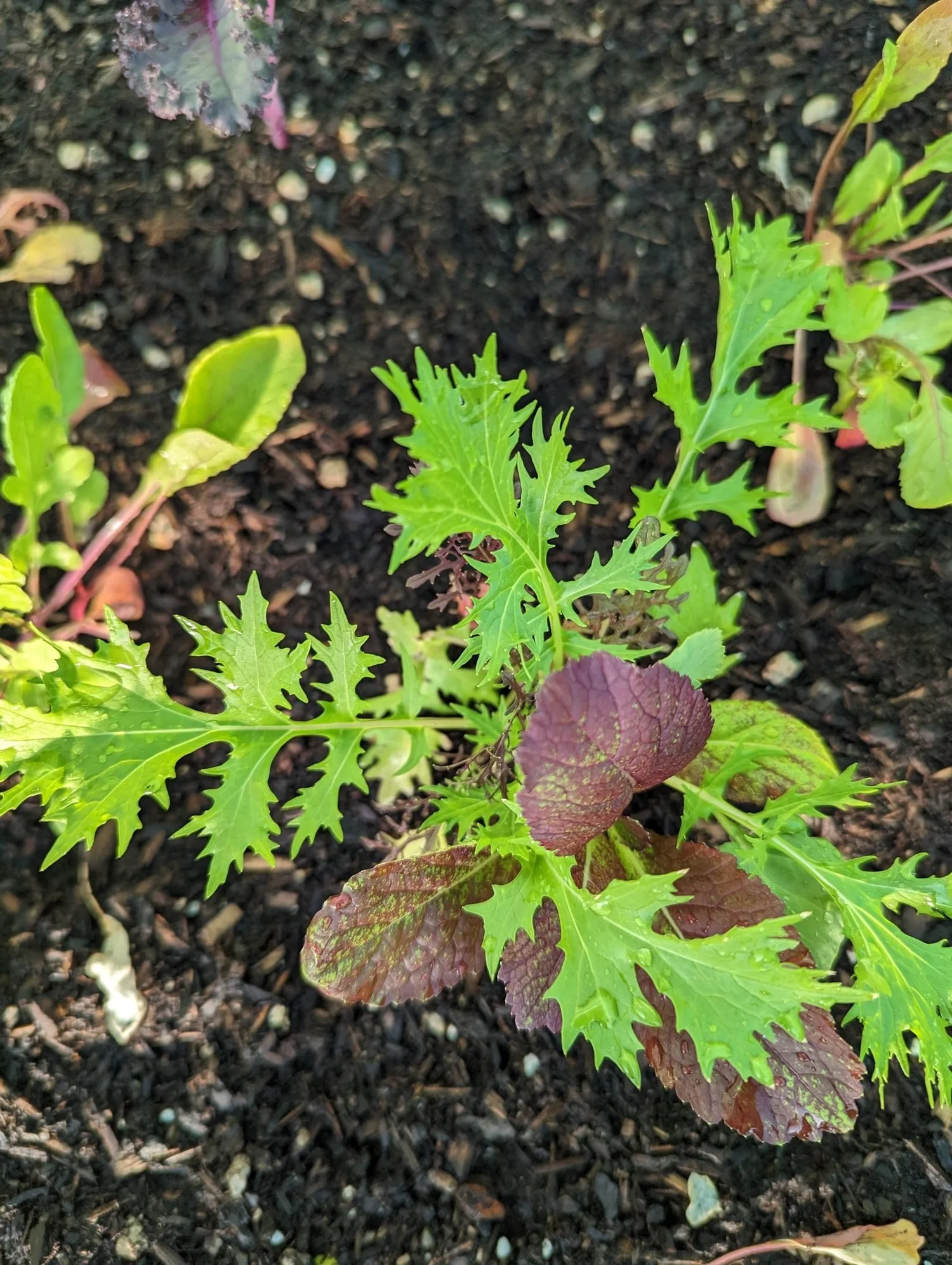 Cut-and-Come-Again Greens: Maximizing Your Harvest