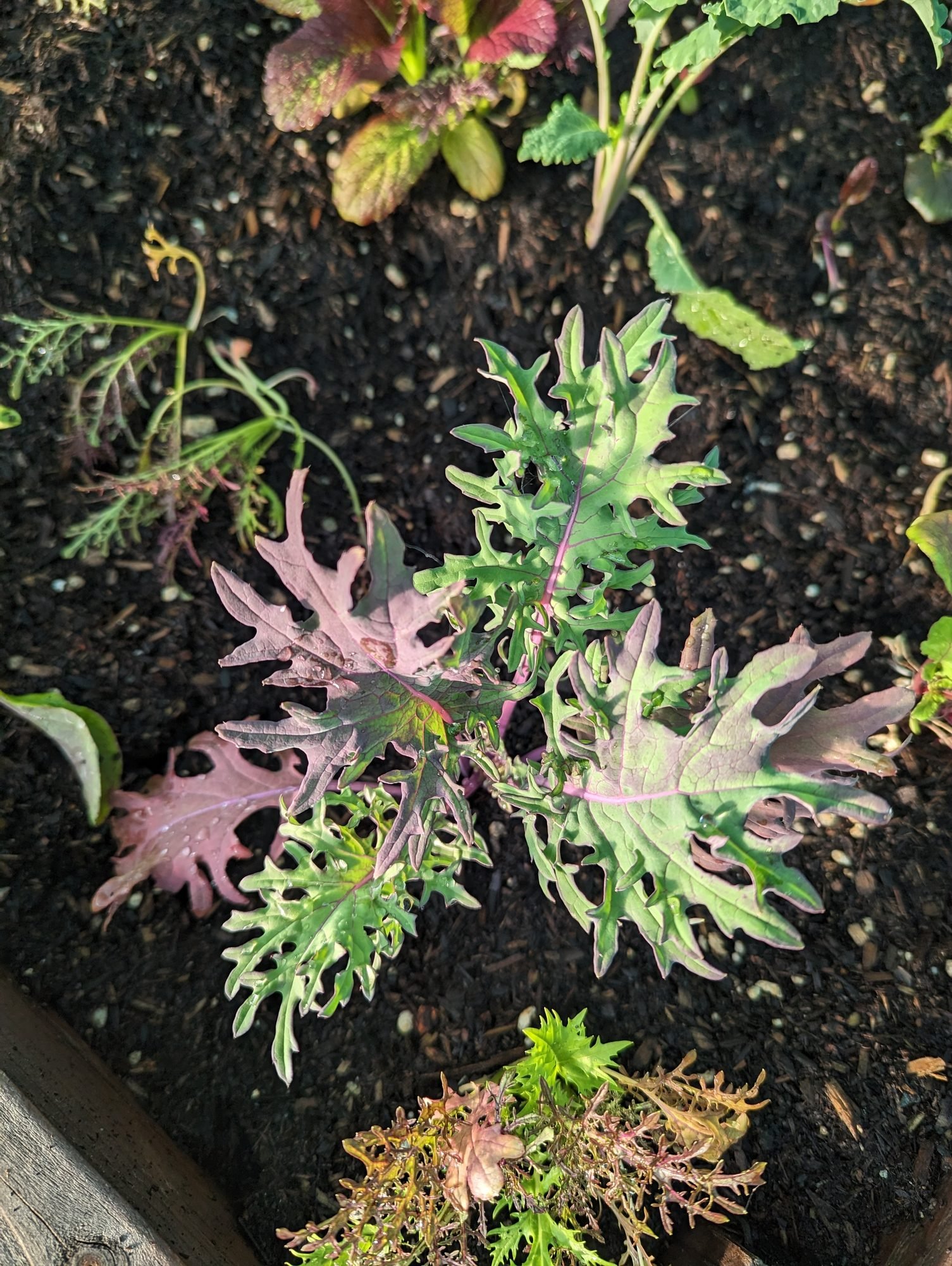 Growing Broccoli Rabe, Collards & Brassica Greens in Santa Cruz
