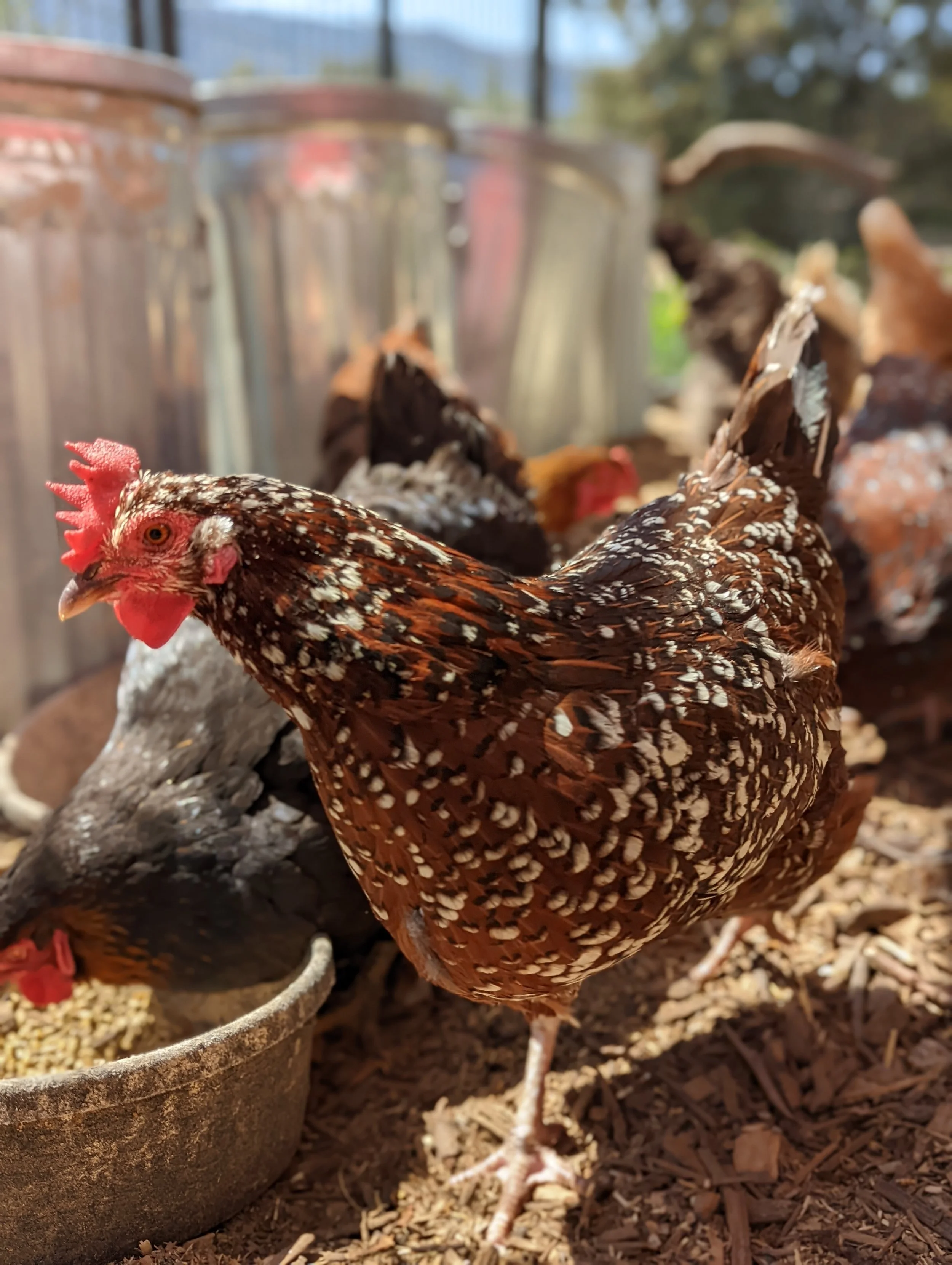 Common Health Issues in Backyard Chickens, Ducks, and Geese