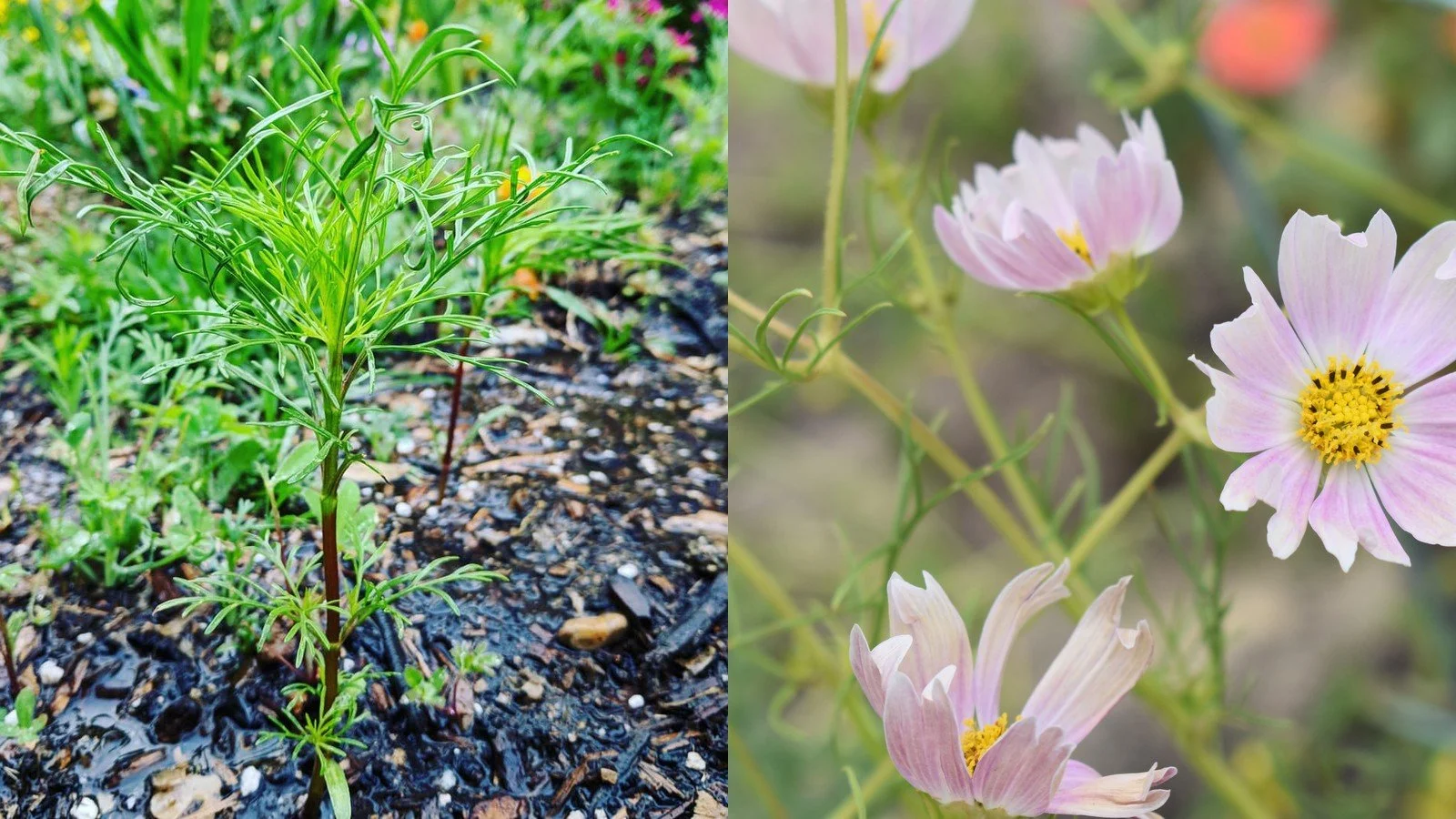 Succession Planting Cut Flowers for Continuous Blooms