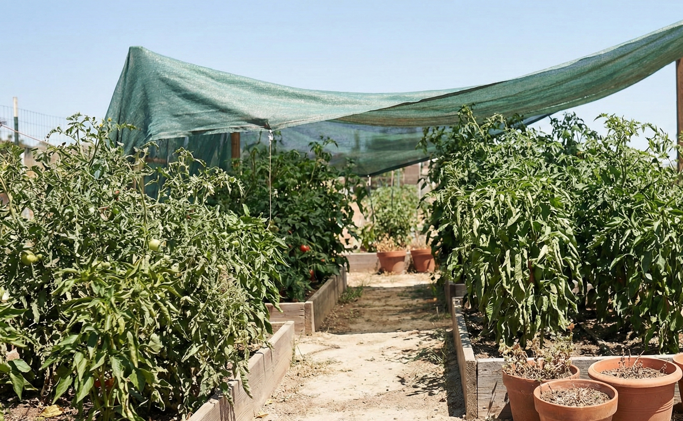 Summer Garden Survival Guide for Coastal California