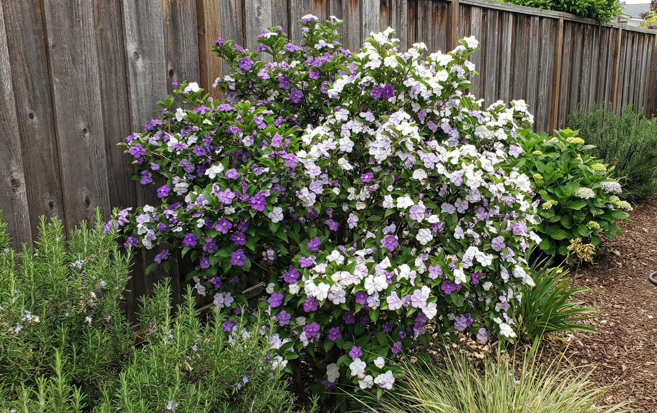 Brunfelsia in Scotts Valley garden