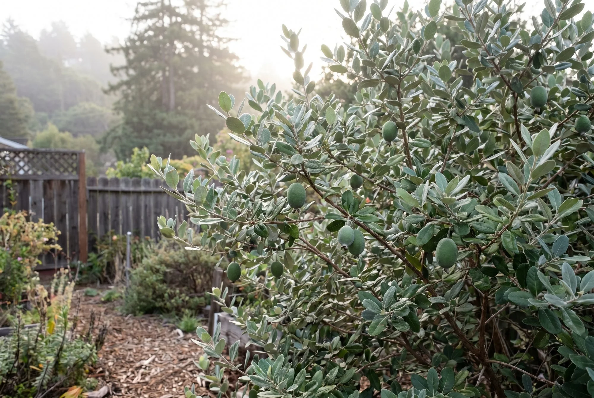 Growing Feijoa (Pineapple Guava) in the Pajaro Valley