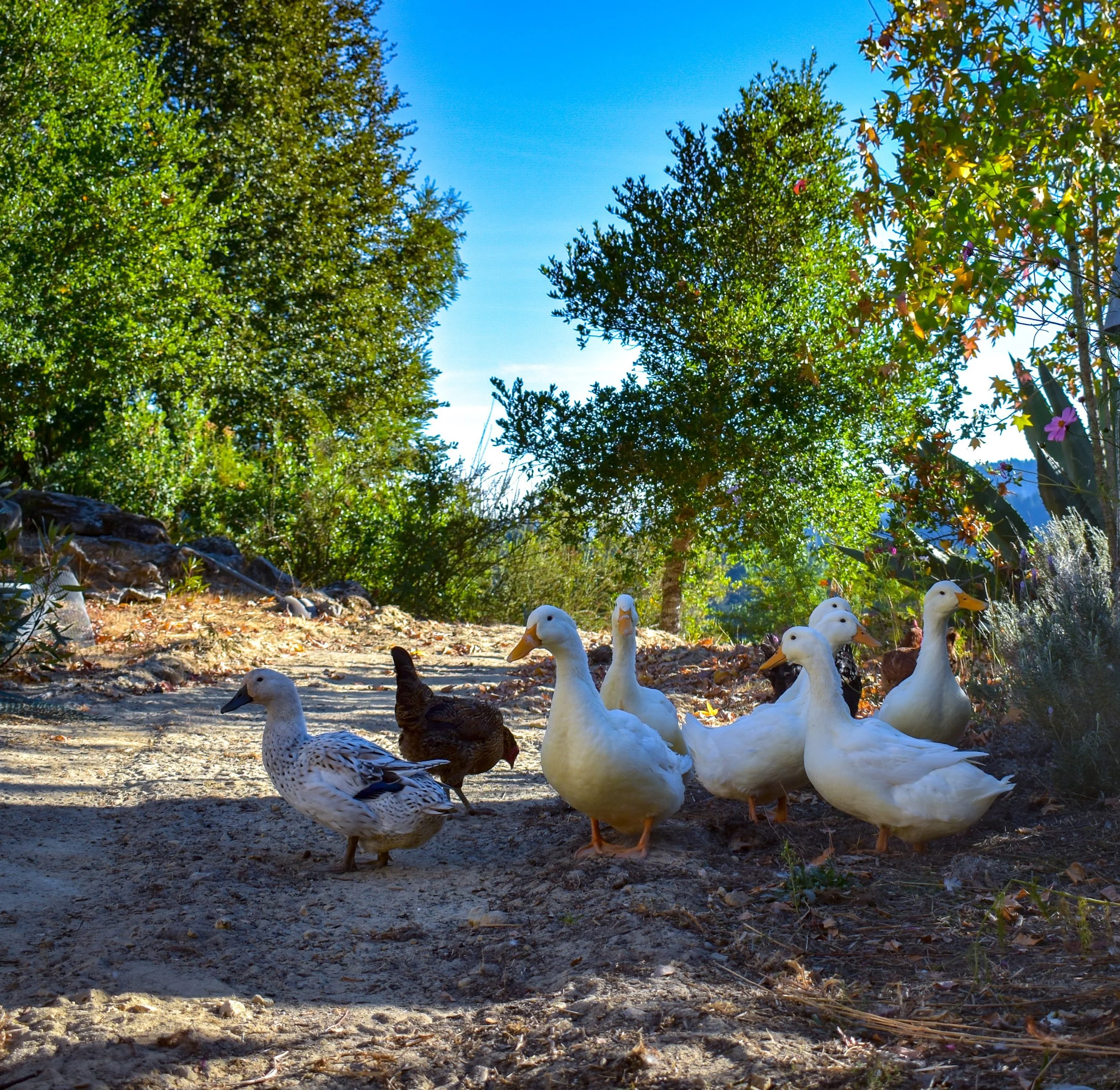 Finding a Poultry or Avian Vet in the Santa Cruz and Monterey Bay Area