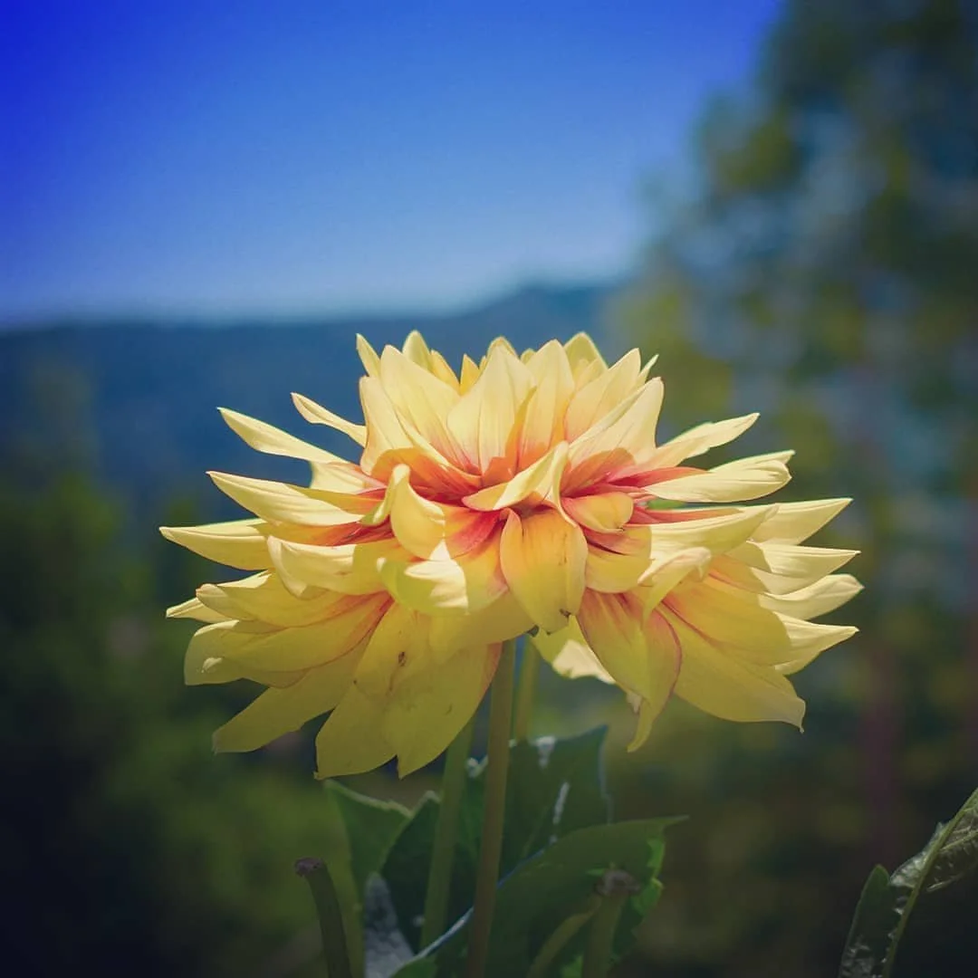 Growing Dahlias in Santa Cruz County: The Crown Jewel of Late Summer Bouquets
