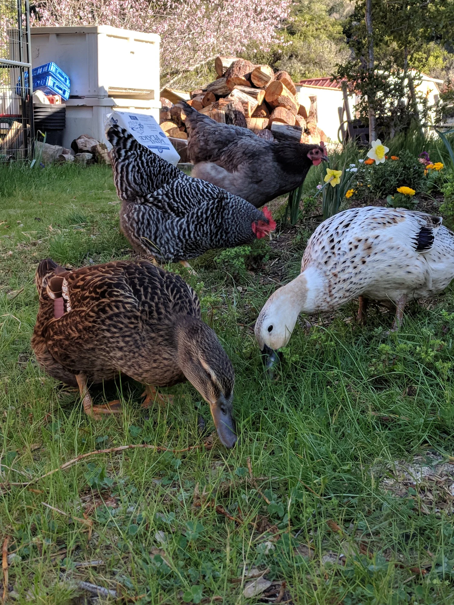 Seasonal Flock Care: Spring and Summer in Coastal CA