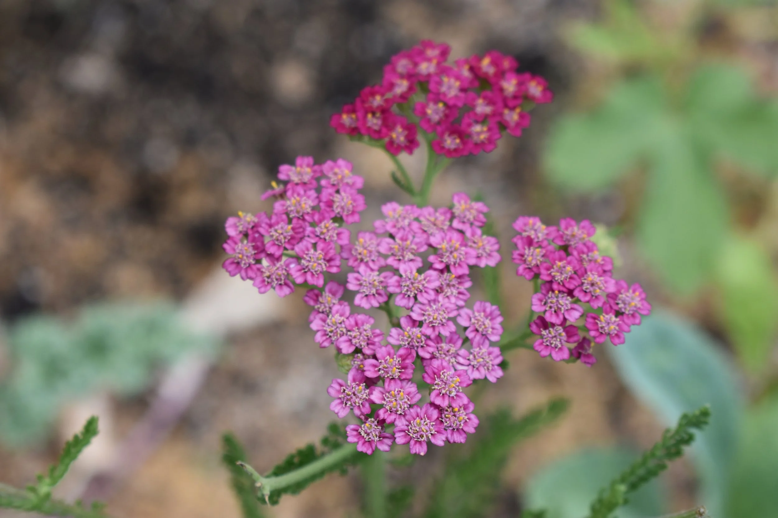 Fire-Wise Planting in Santa Cruz: 10 Plants to Assess