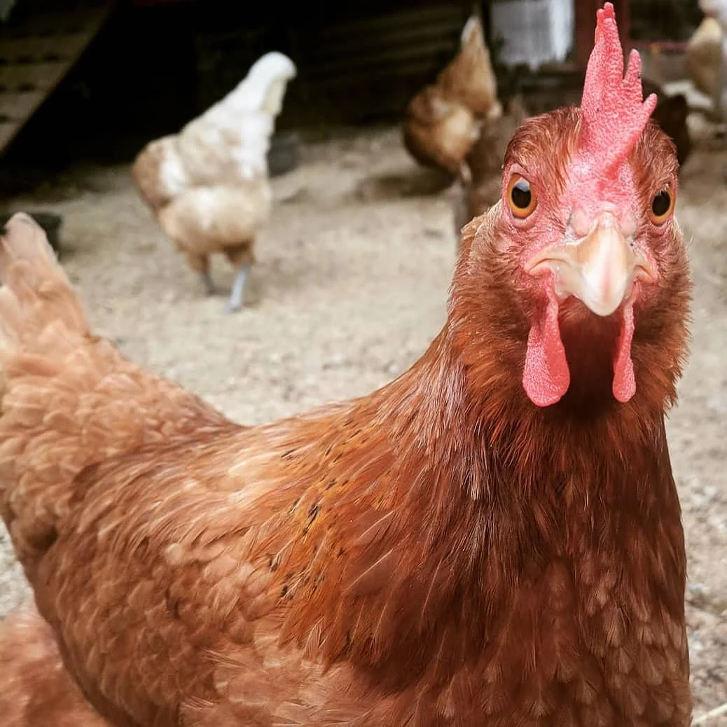 Are Backyard Chicken Eggs Safe to Eat Without Washing?
