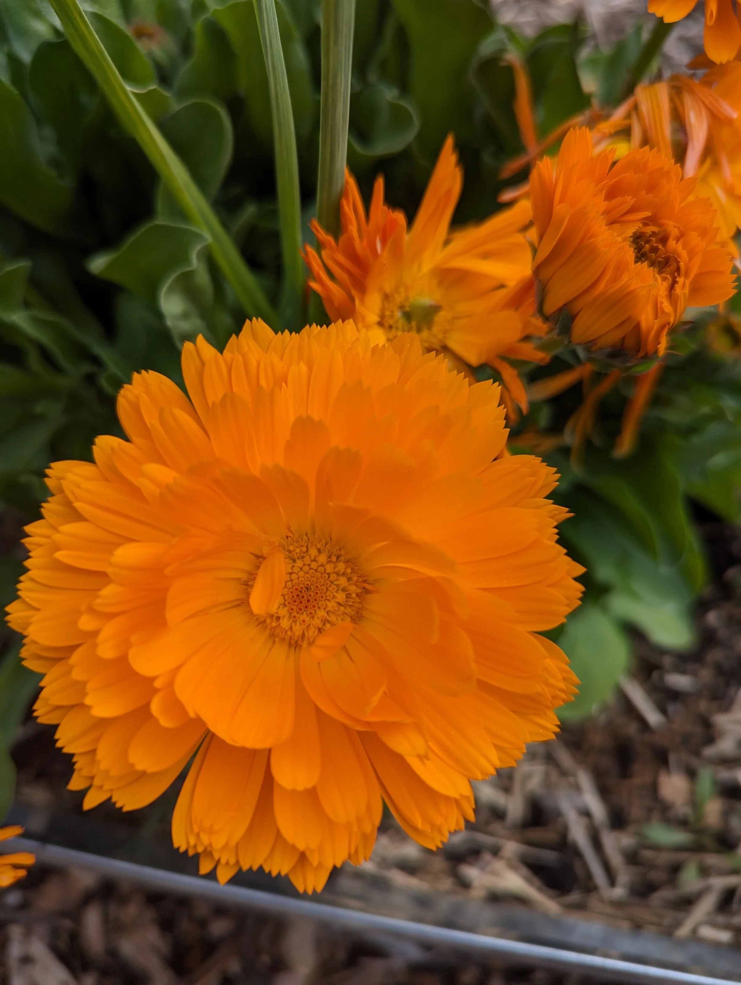 Calendula (22).jpg