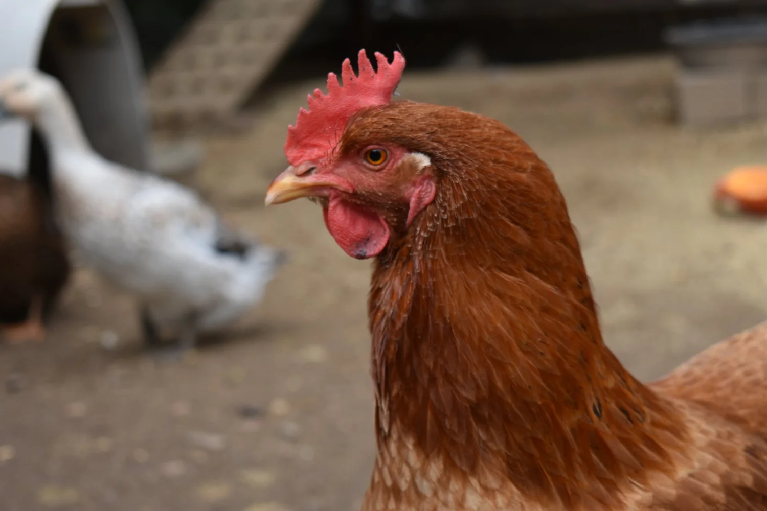 Why Is My Chicken Losing Feathers in Summer?