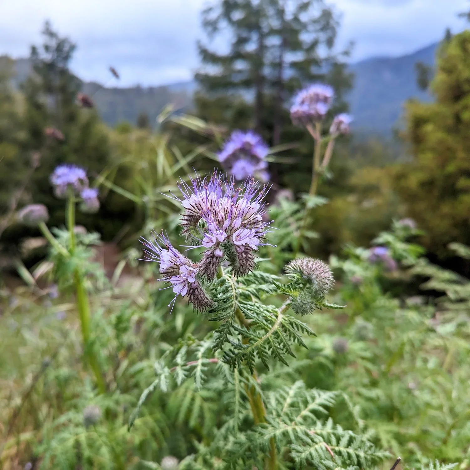 Phacelia cover crop blooming in a Boulder Creek garden