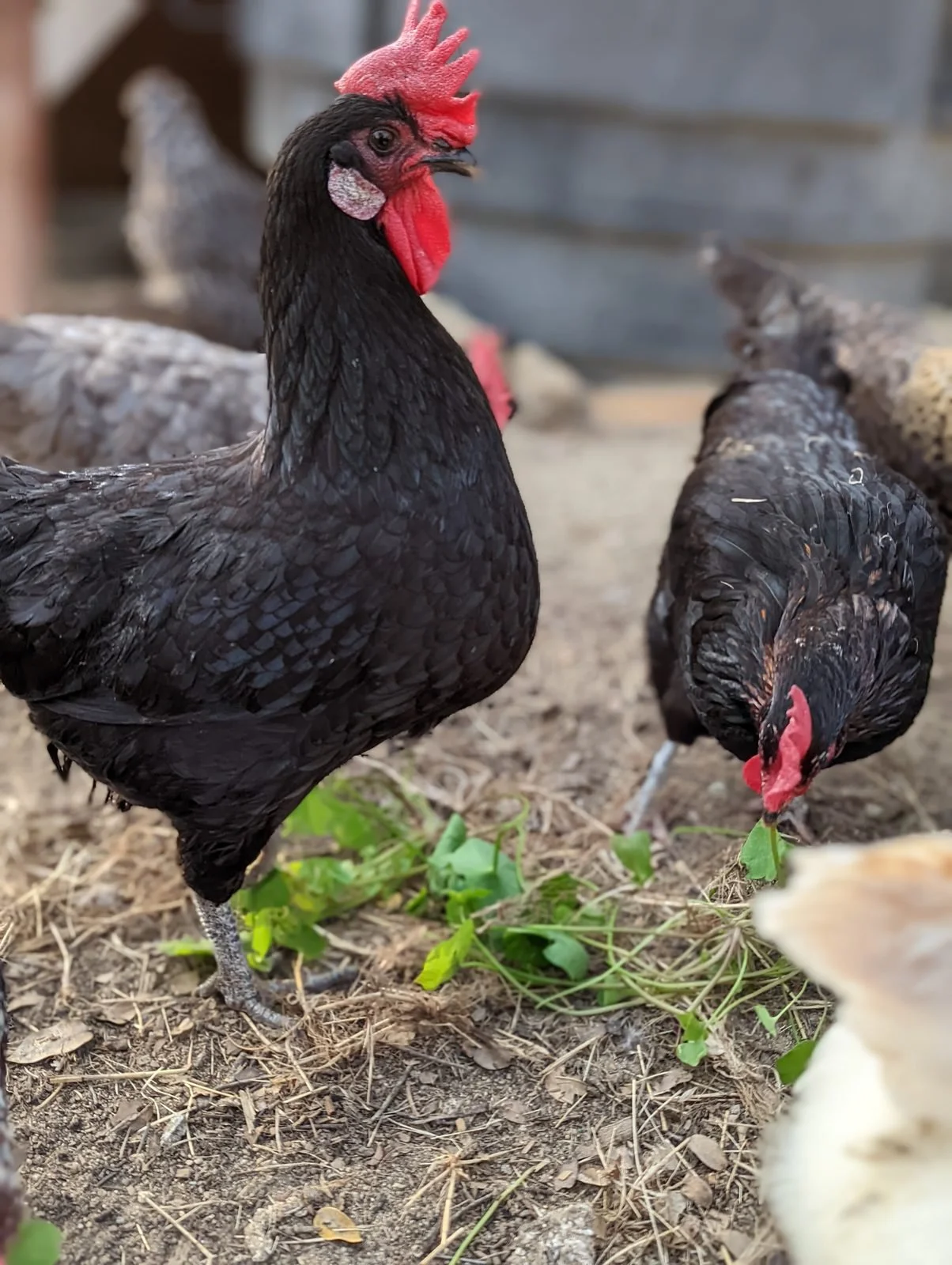 Why Are My Chickens Eating Their Own Eggs?