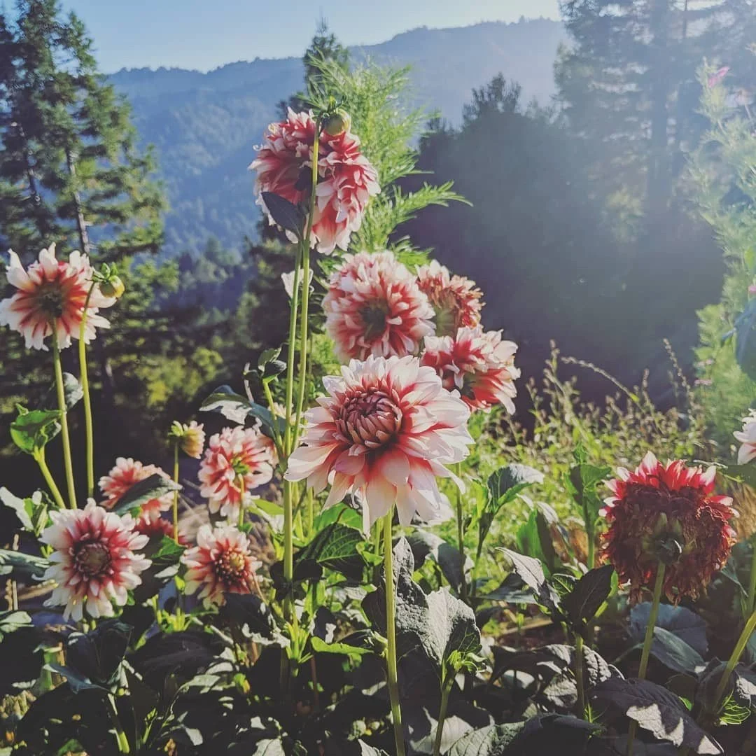 Growing Dahlias in Santa Cruz County: The Crown Jewel of Late Summer Bouquets
