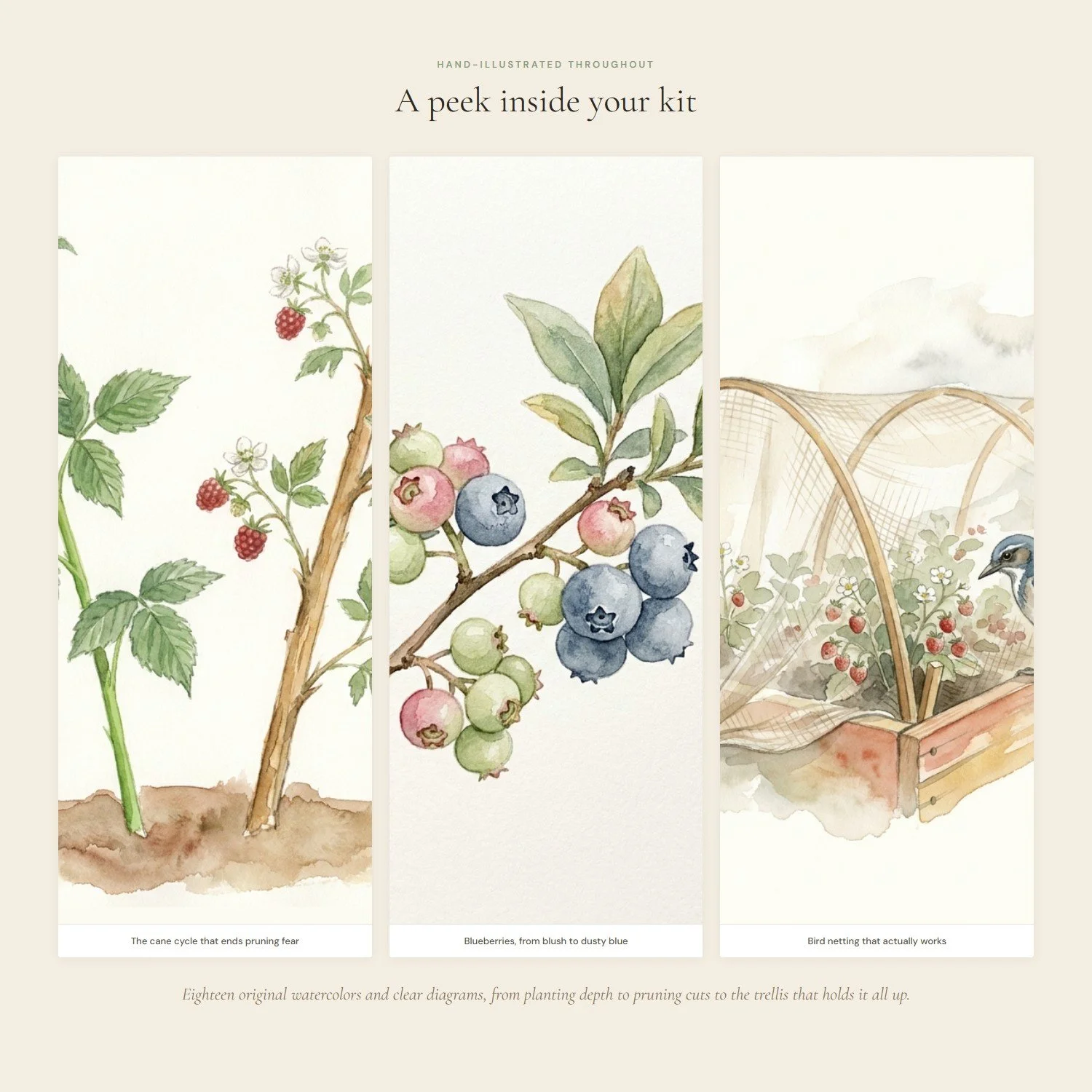 california-berry-growing-guide-3-interior.jpeg