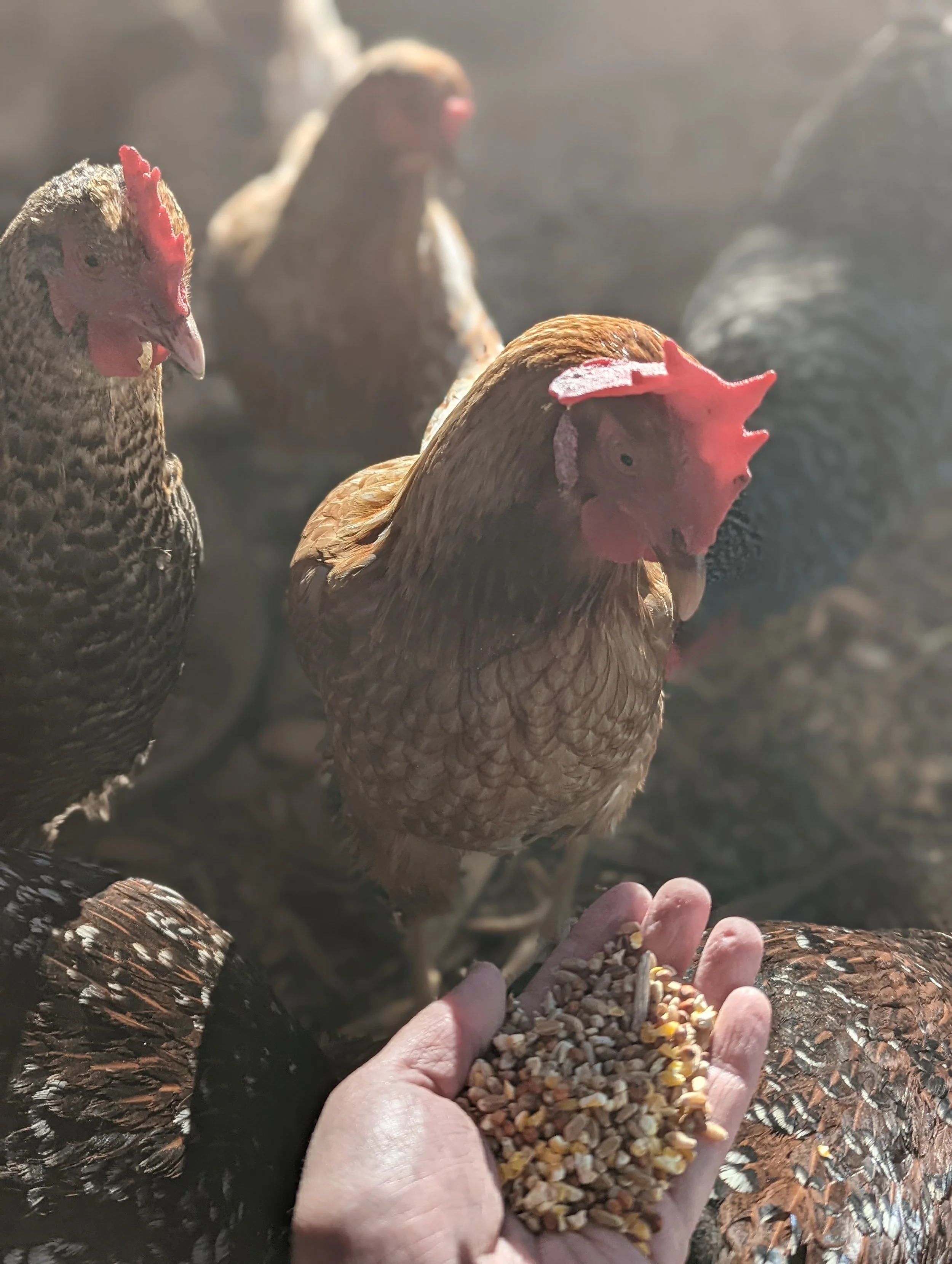 What to Feed Your Backyard Flock Year-Round in California