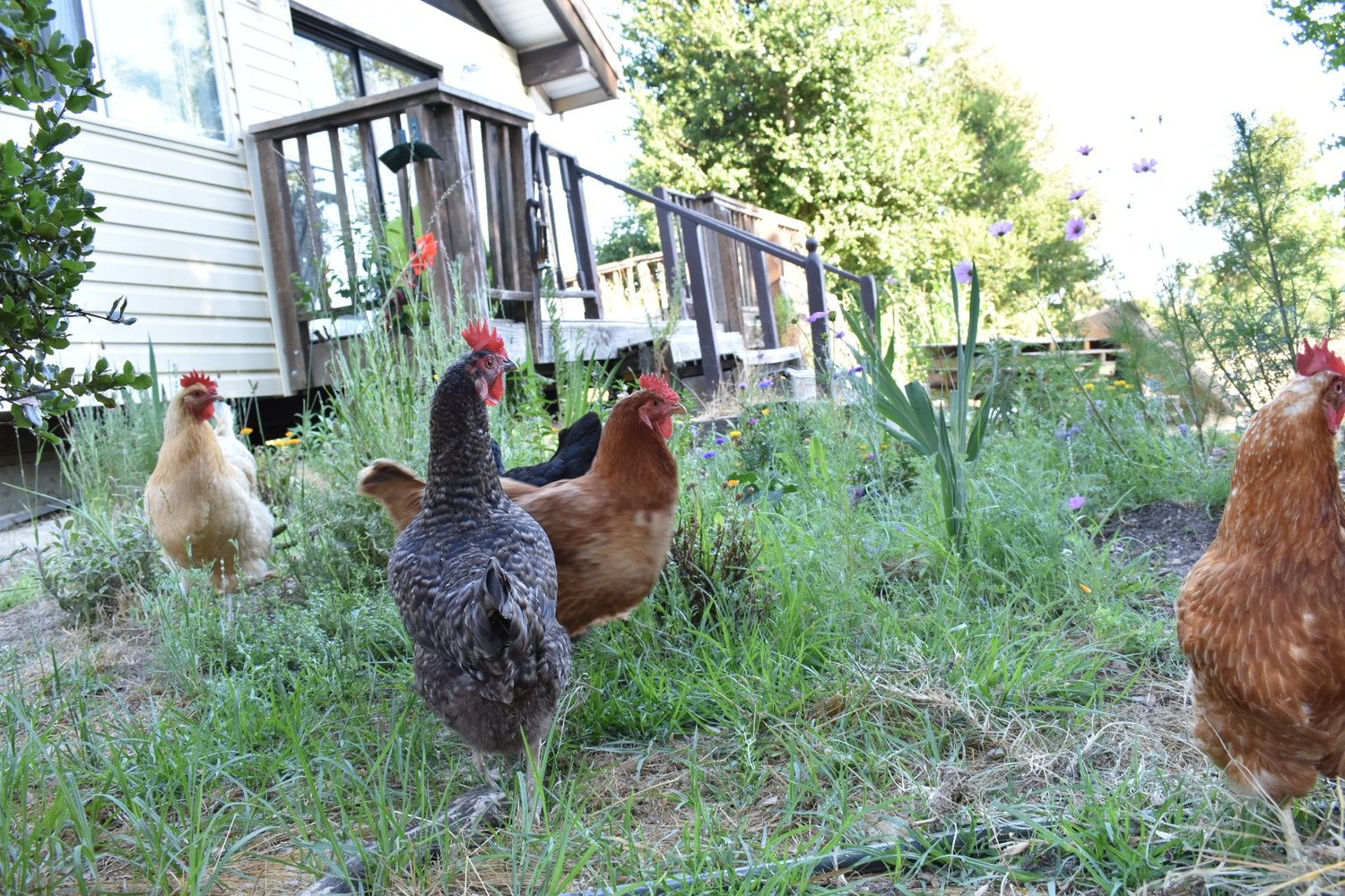 Can I Keep Chickens in My Santa Cruz Neighborhood?