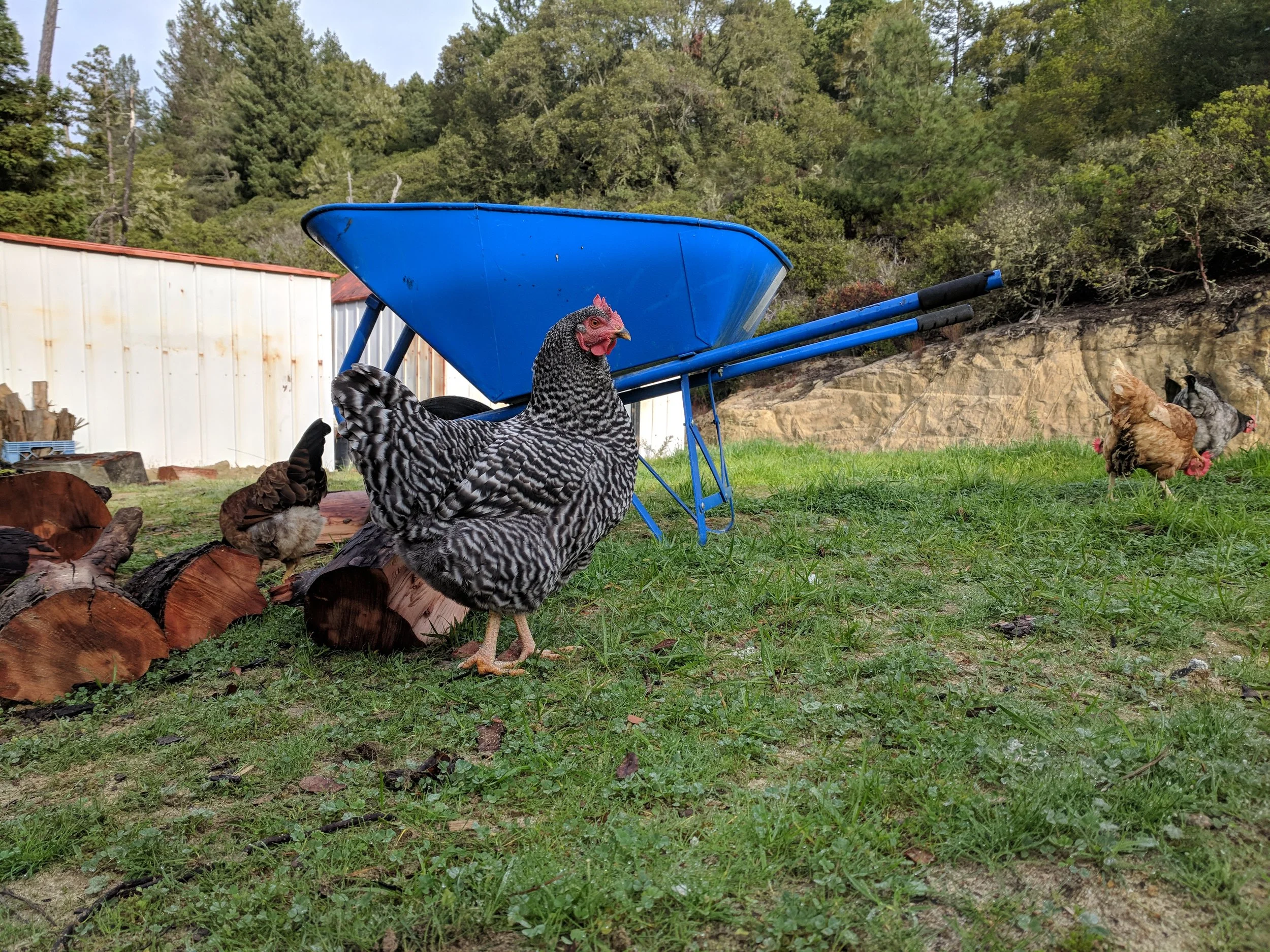 Put Your Flock to Work: Natural Pest Control for a Coastal Santa Cruz Garden