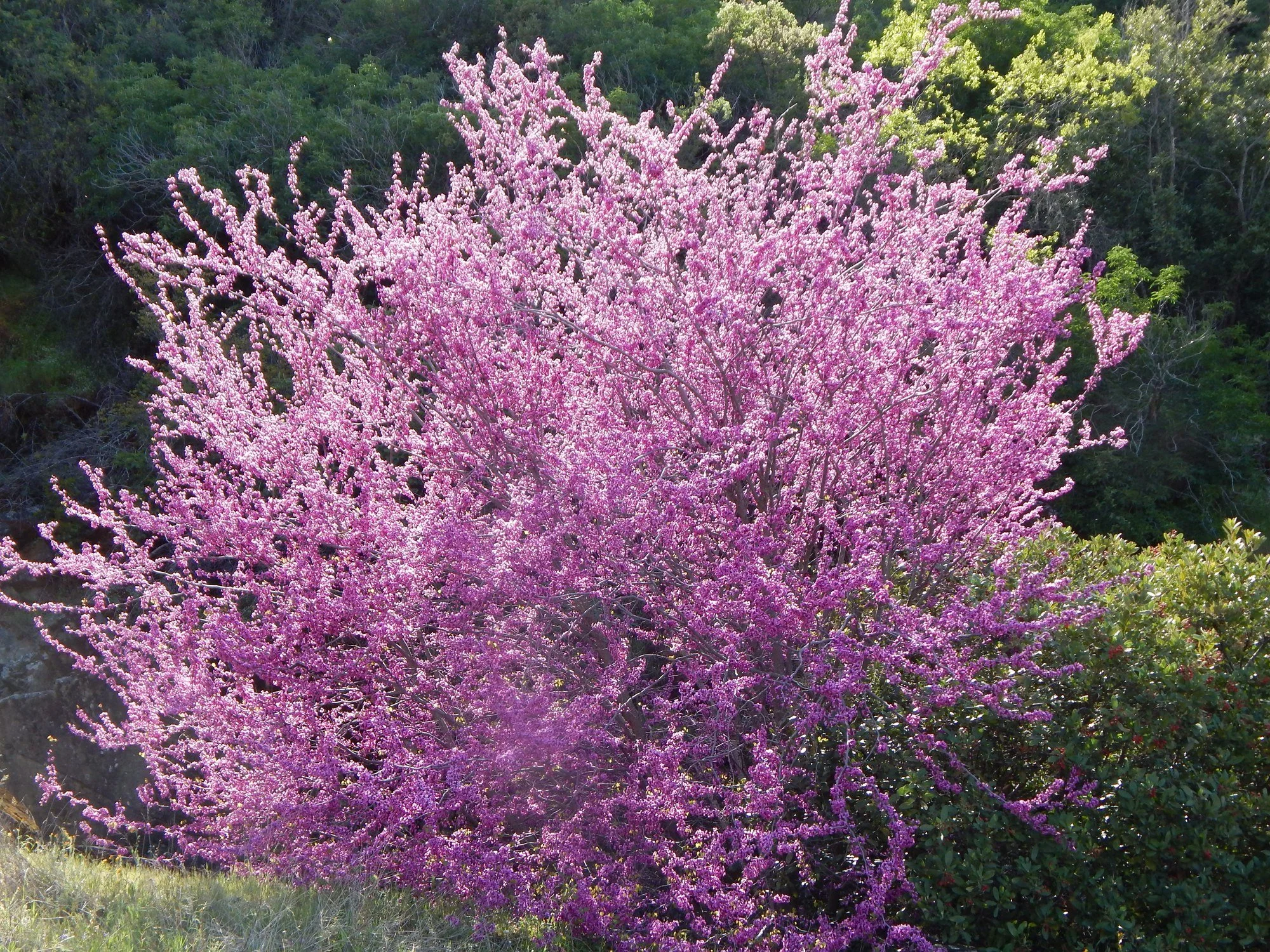 Western Redbud: Spring Color for SC County Gardens