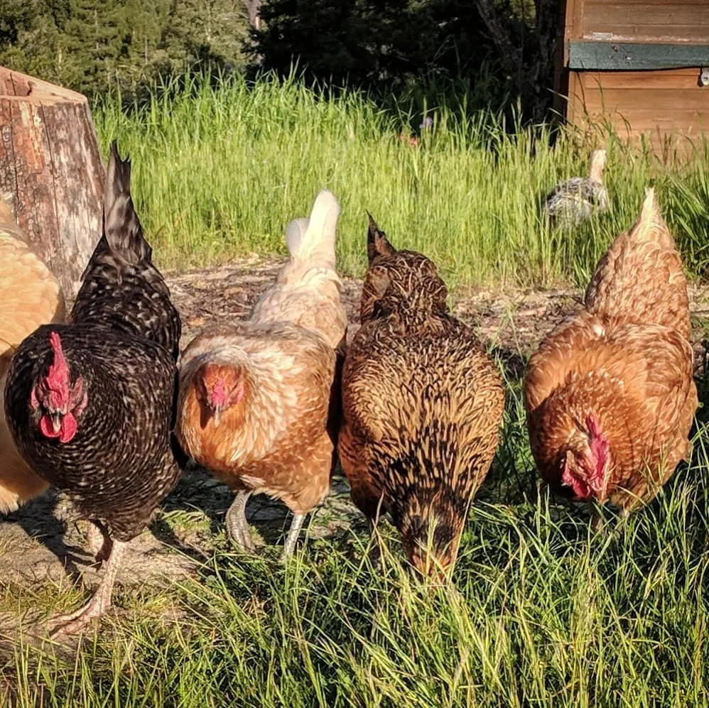How Many Eggs Can I Expect From a Small Flock?