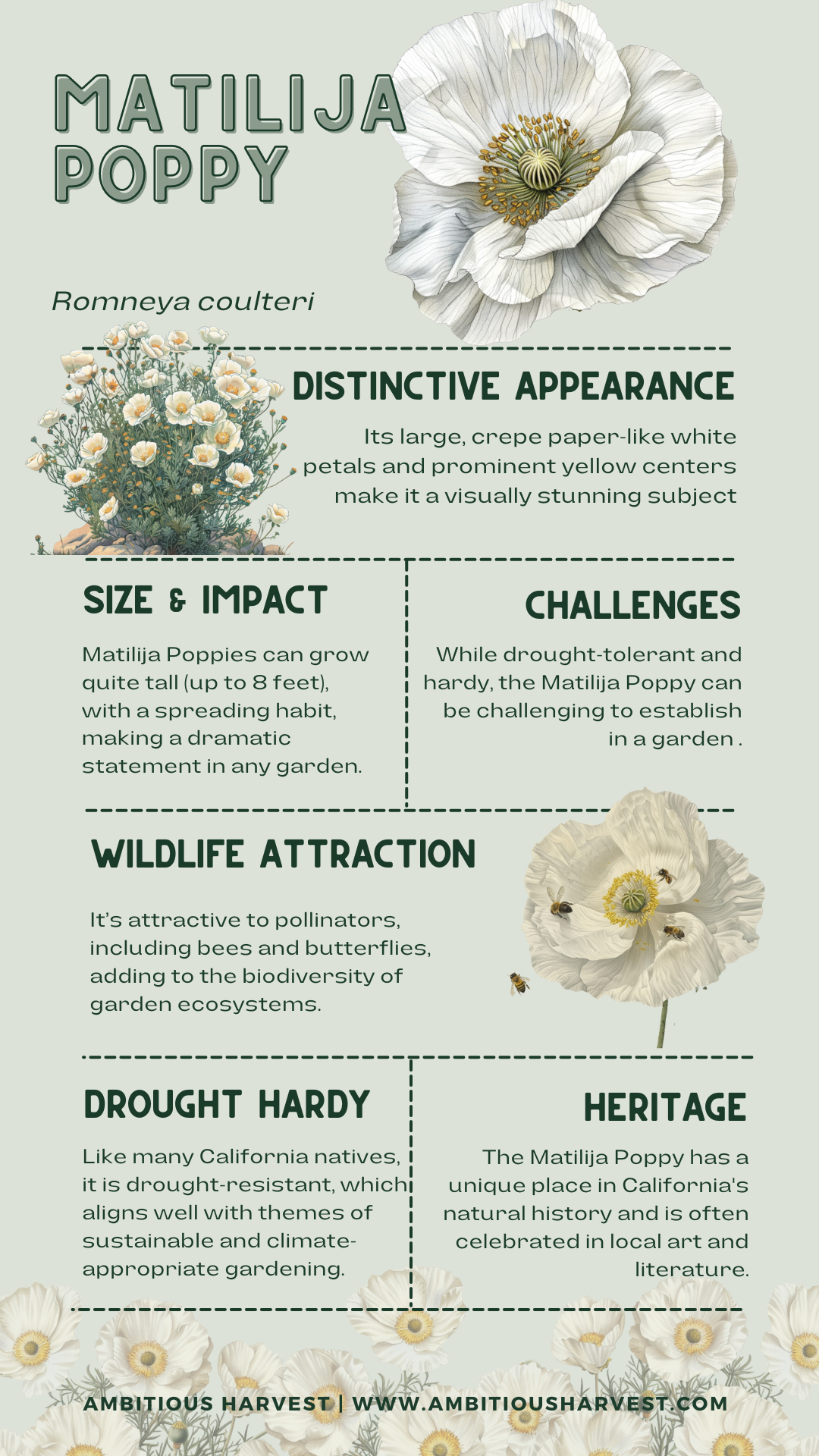 Matilija Poppy Facts Infographic.png