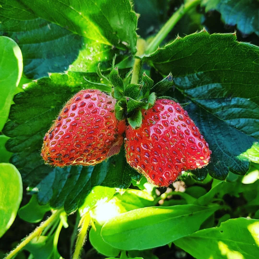 Best Strawberry Varieties for Santa Cruz County
