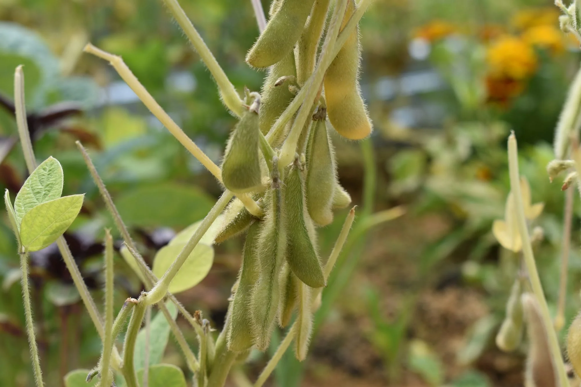 Saving Bean and Pea Seeds