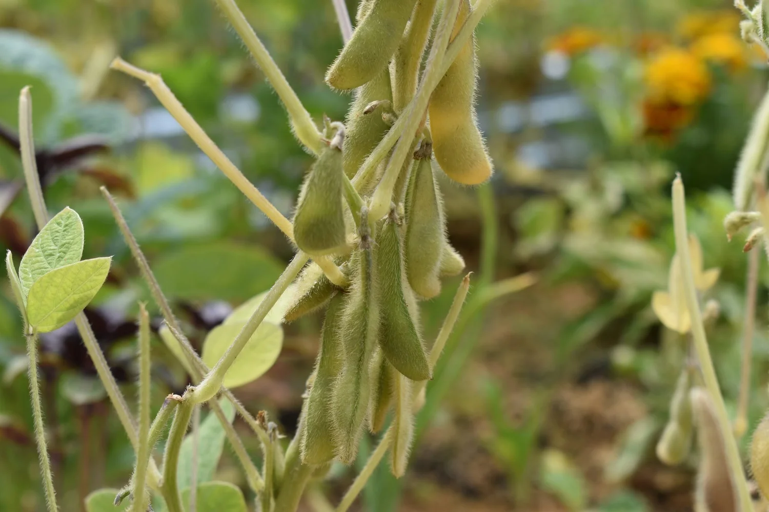 Saving Bean and Pea Seeds