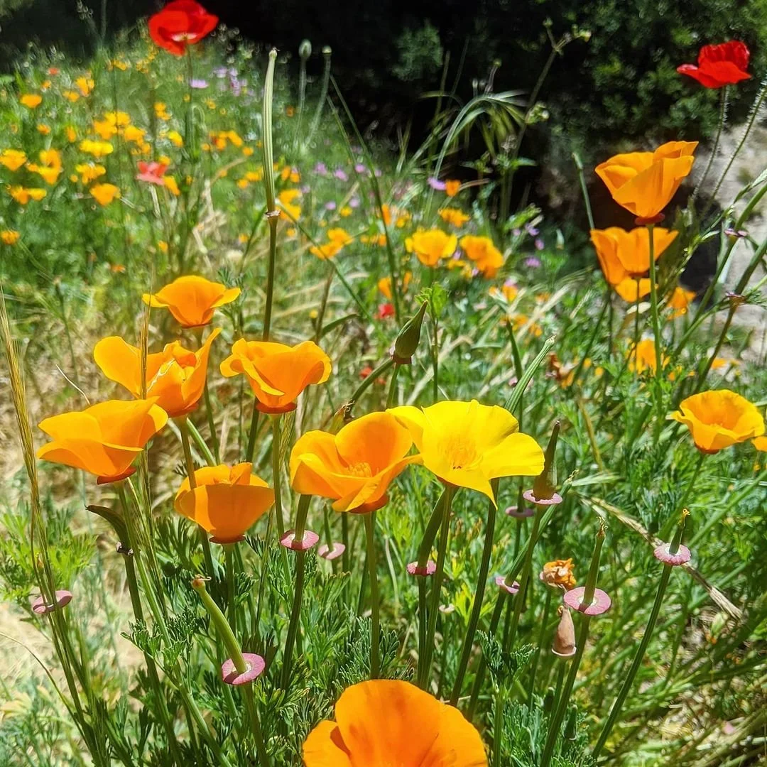 Hillside covered in california poppies