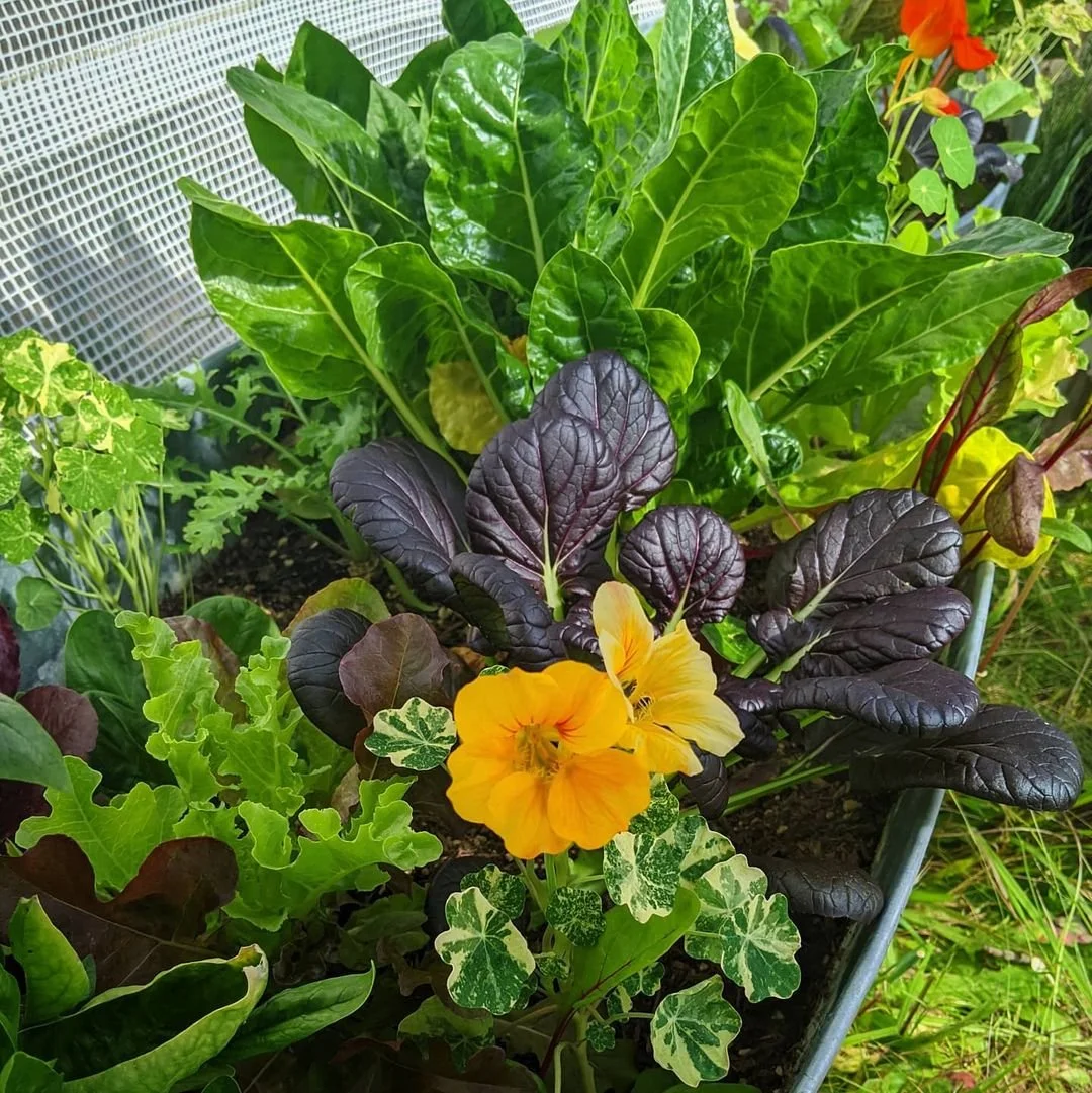 Mixed salad greens growing in spring in a metal trough bed