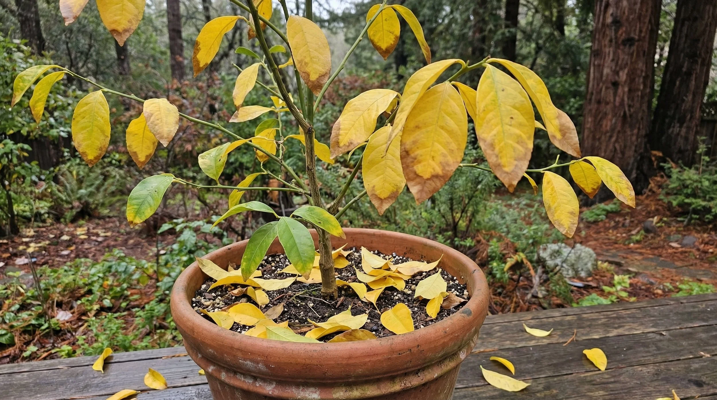 Citrus Problems: Yellow Leaves, Leaf Drop, and No Fruit