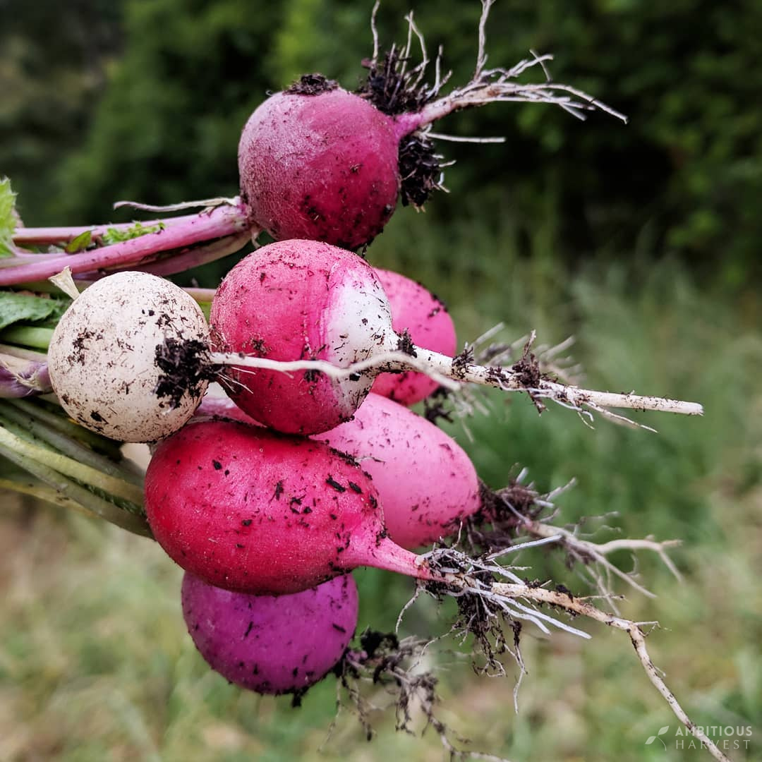 Growing Radishes in Santa Cruz County: The Fastest Vegetable You Can Grow