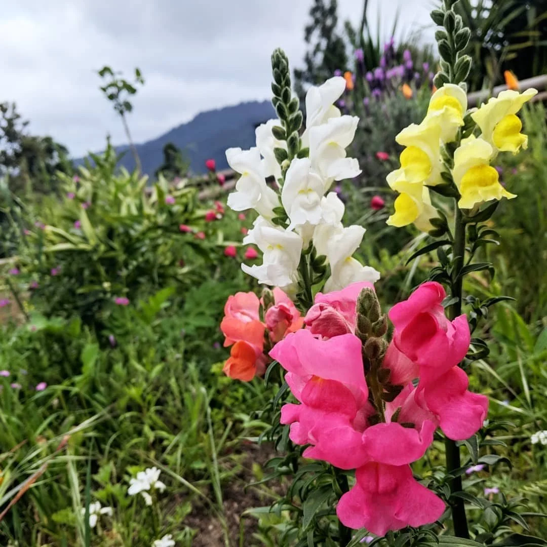 Cool-Season Cut Flowers for Santa Cruz County