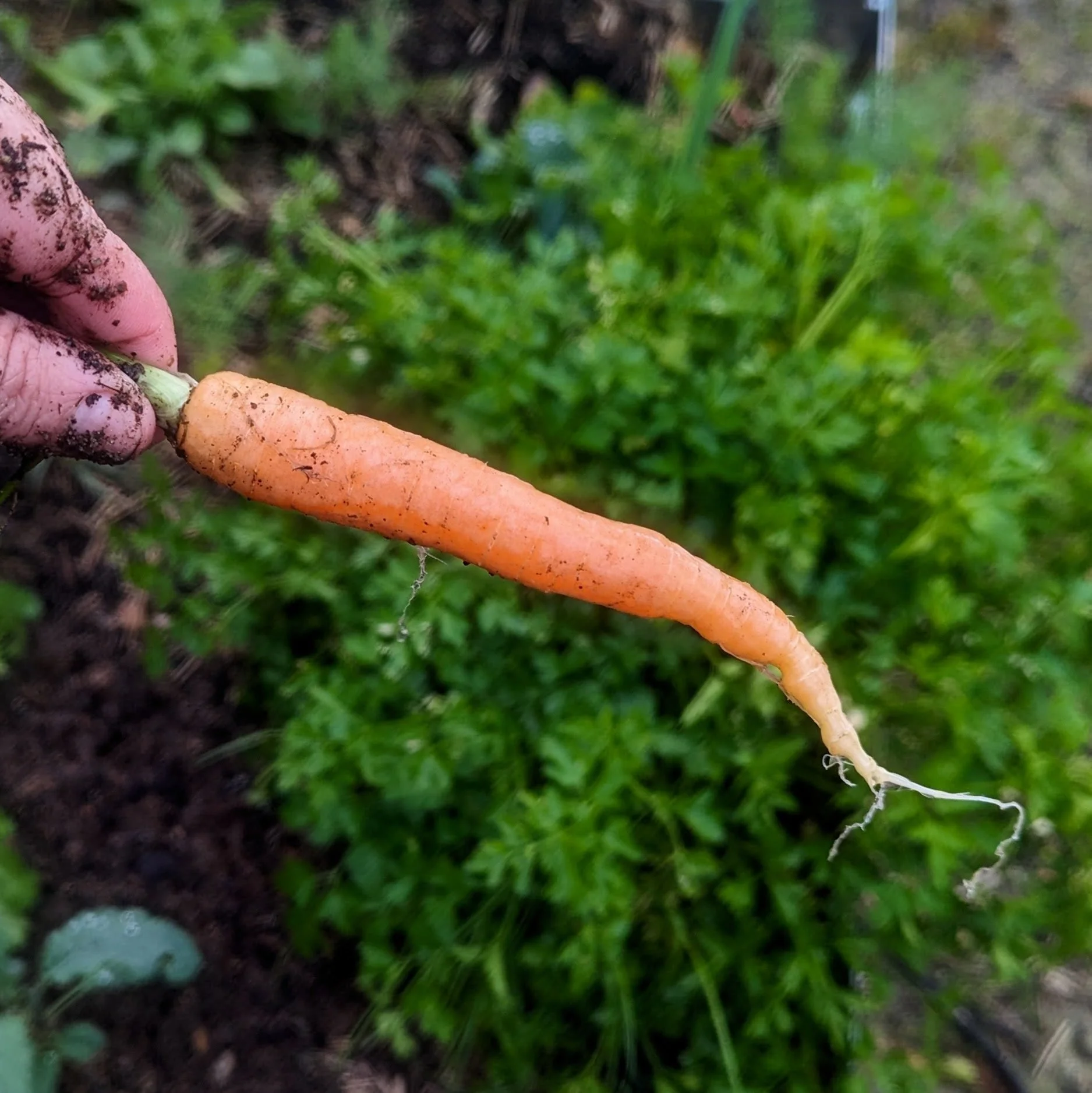 How to Overwinter Carrots in Santa Cruz County: Your Guide to Sweet, Year-Round Harvests