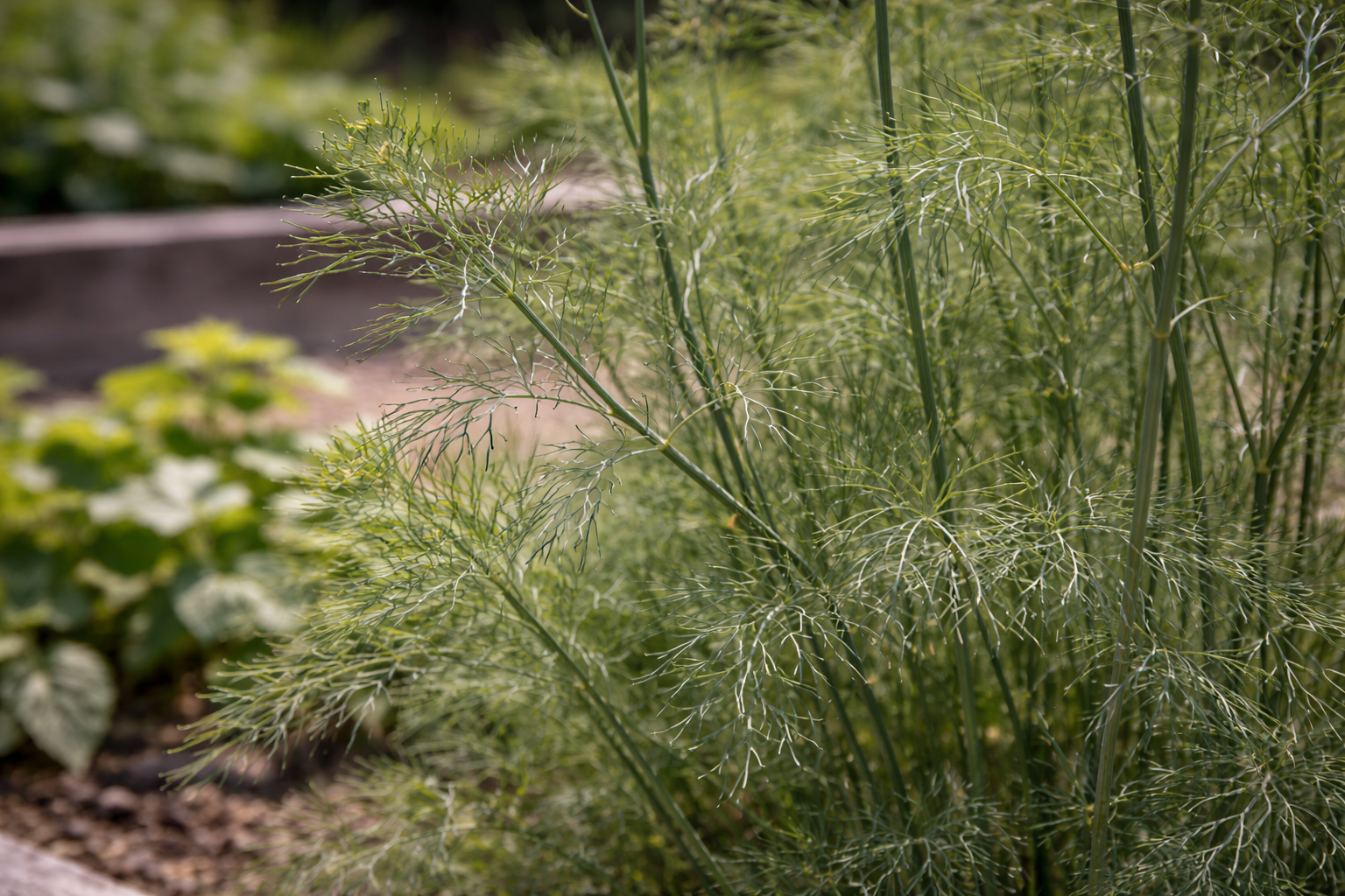 Close-up of dill fronds in a Scotts Valley garden