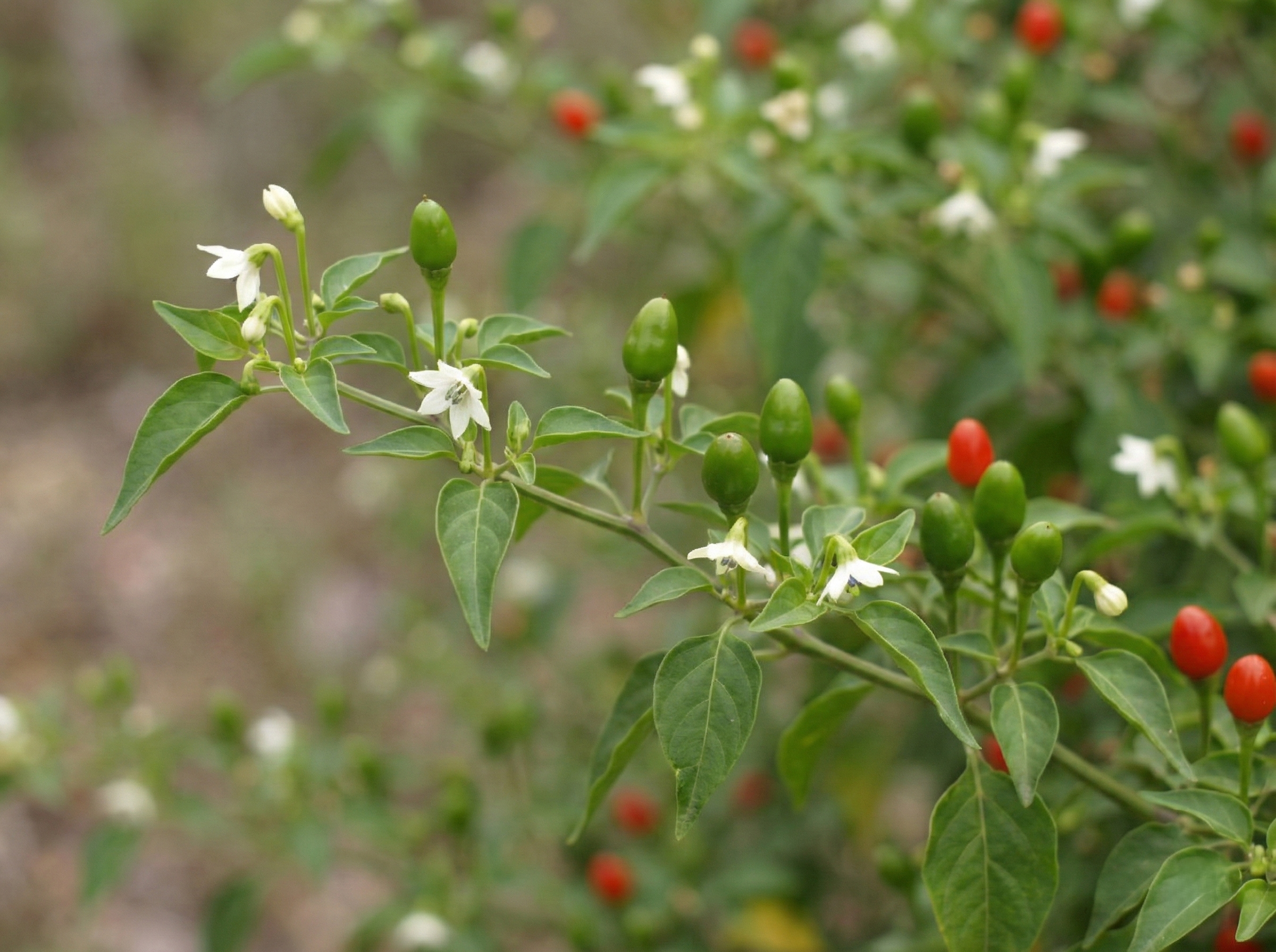 Growing Chiltepin Peppers in Santa Cruz County: The Wild Ancestor of All Chilis