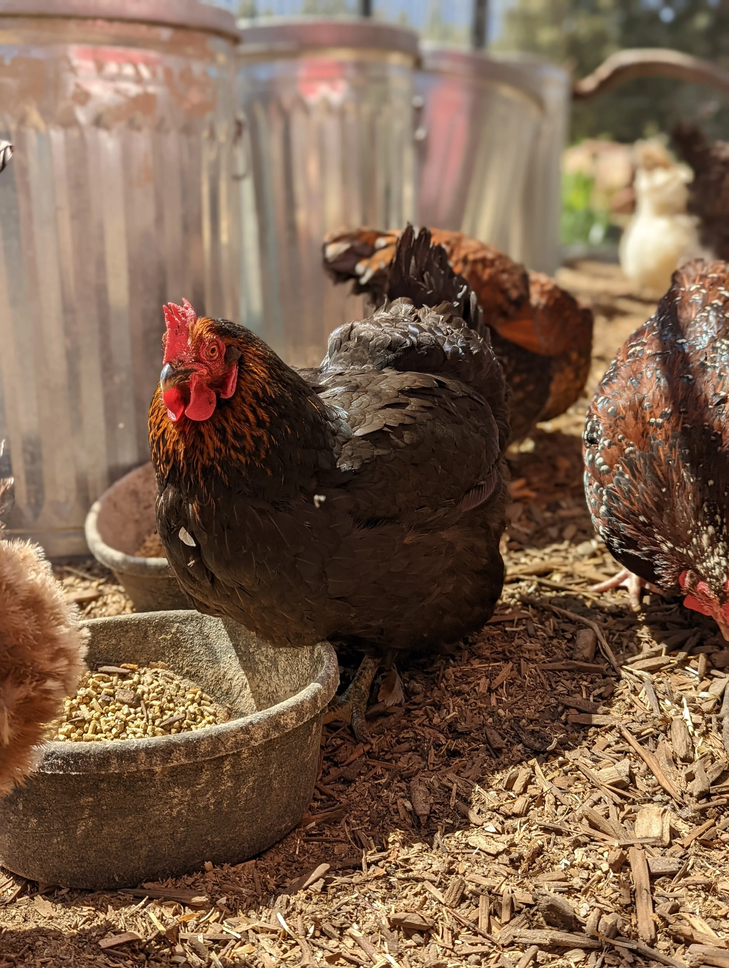 How Do I Keep Rats Out of My Chicken Feed?