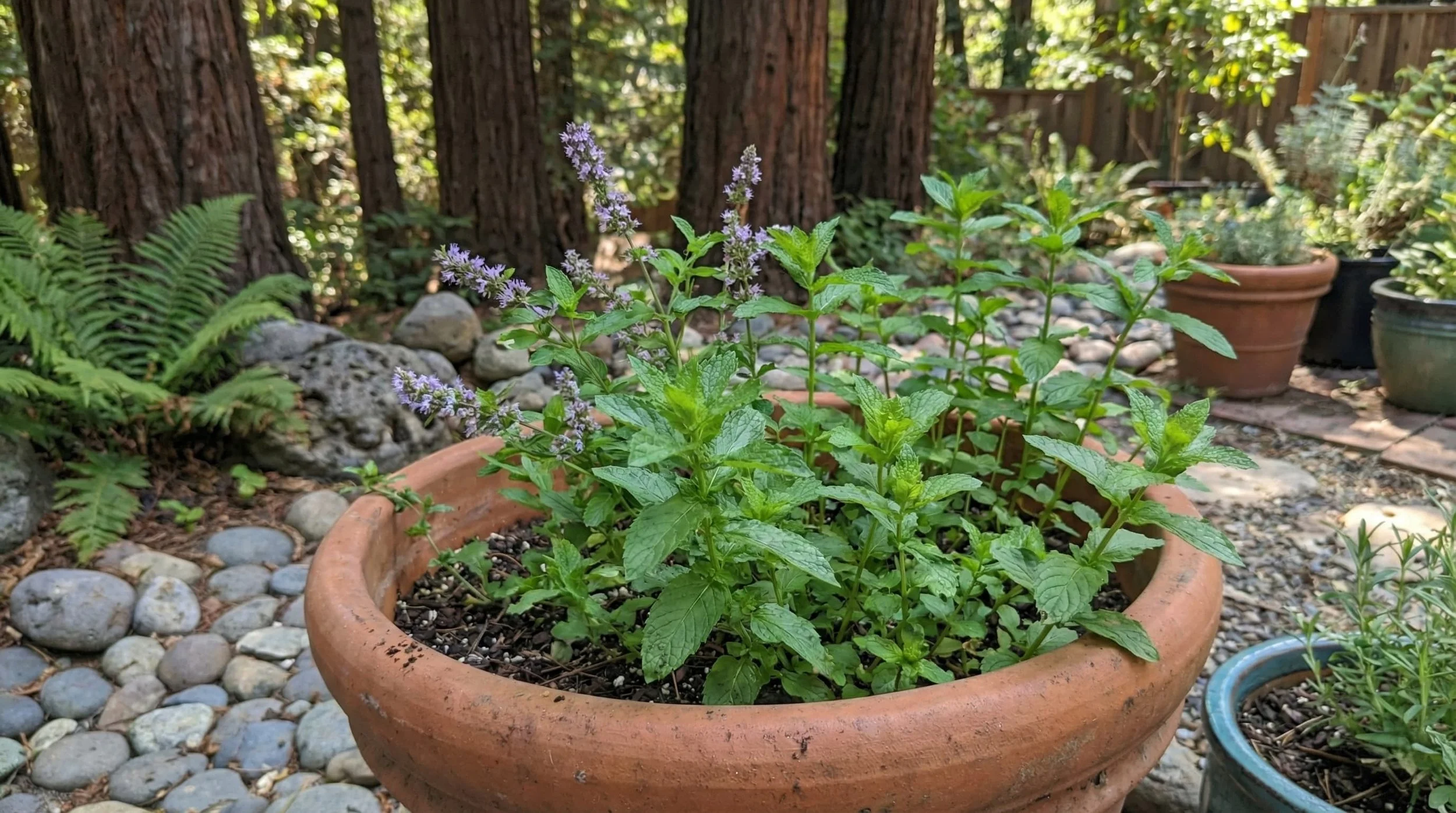 Mint growing in Boulder Creek container garden.
