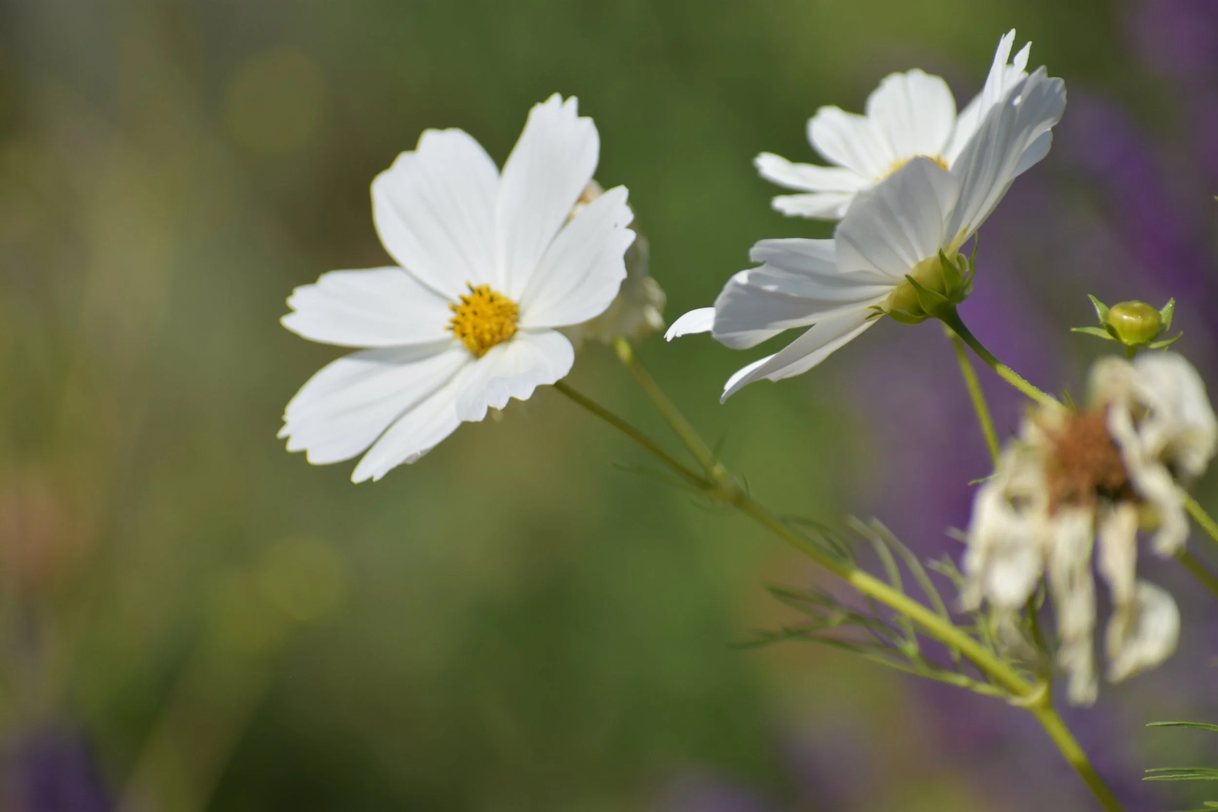 How to Grow Cosmos: Easy Cut Flowers from Seed