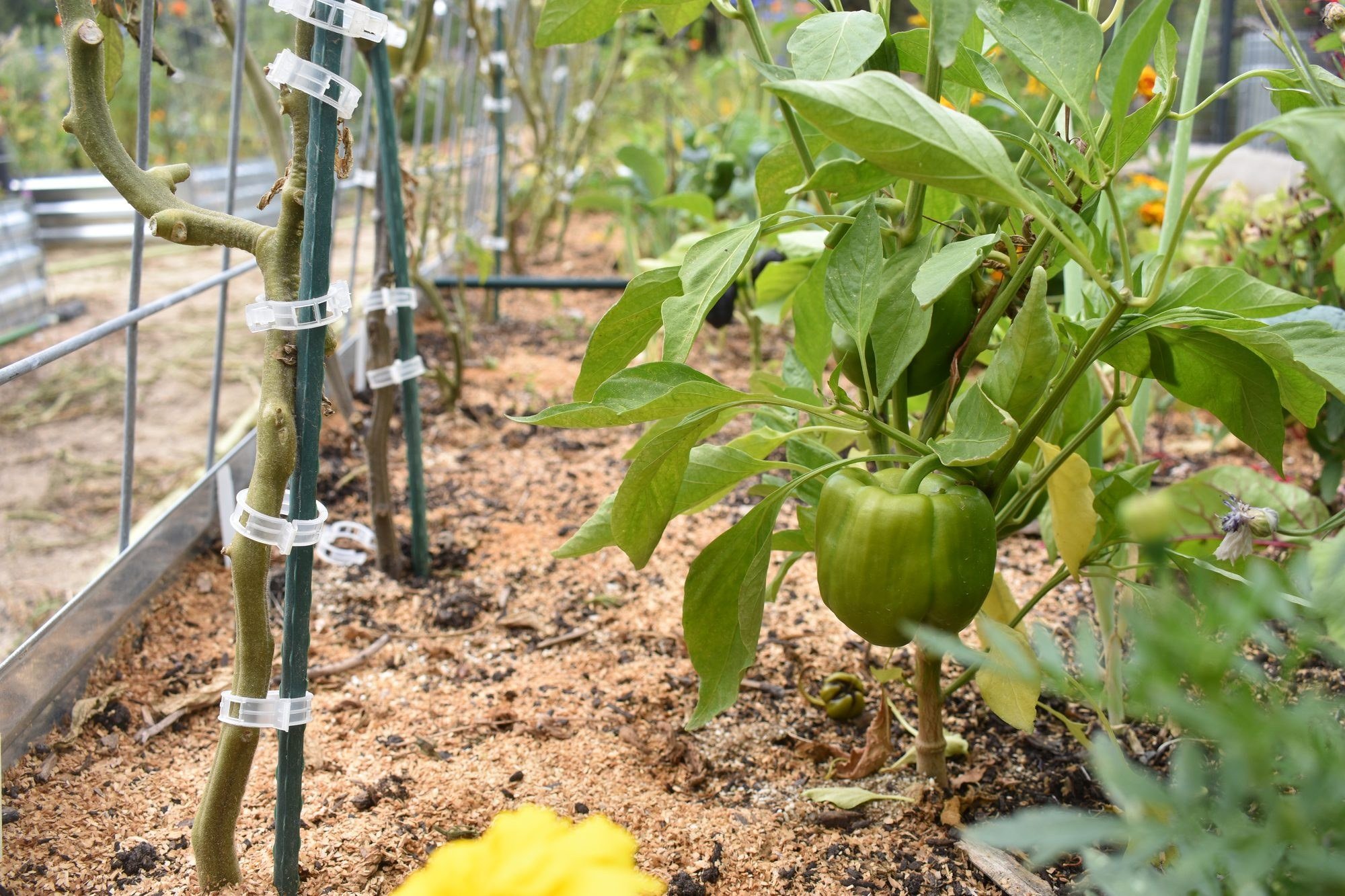 Growing Bell Peppers in the Pajaro Valley