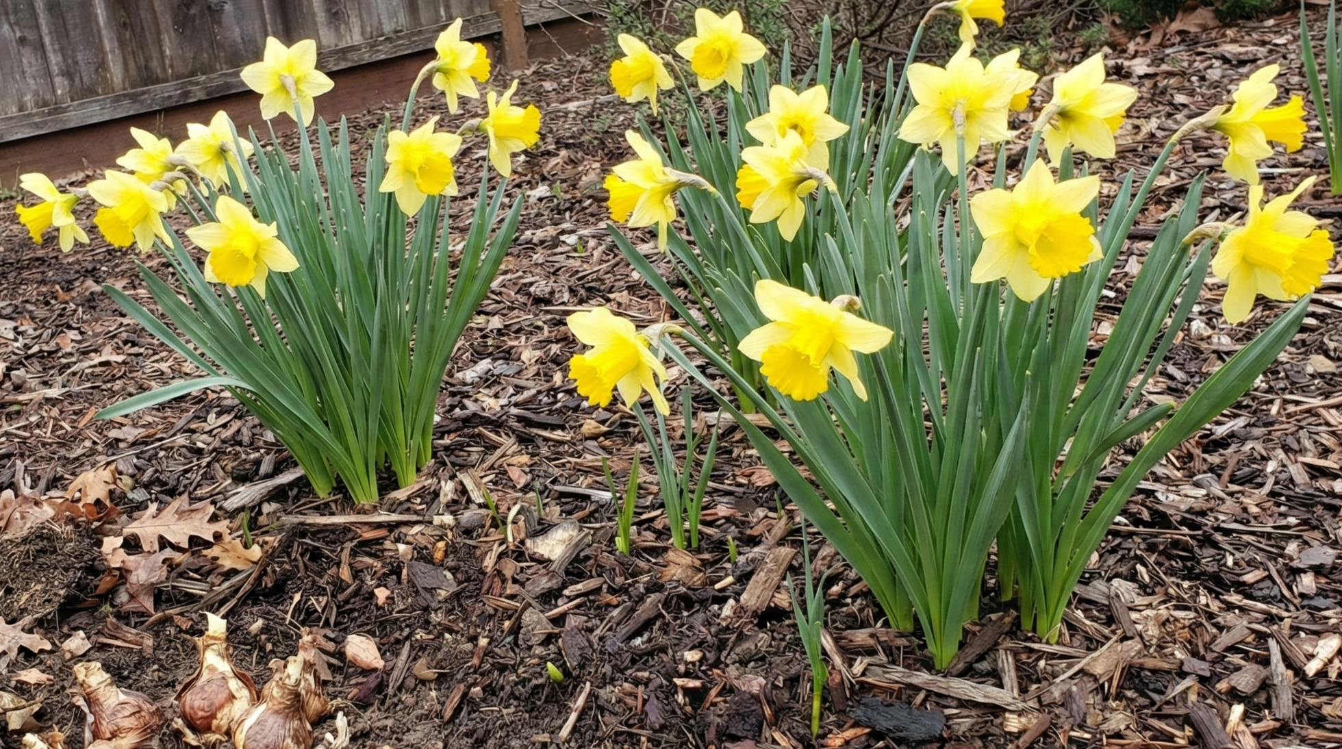 Daffodils in Scotts Valley garden