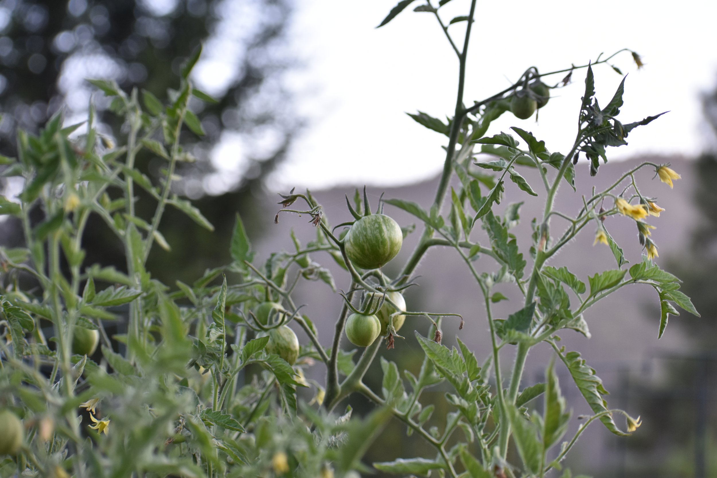 Tomatoes (4).JPG