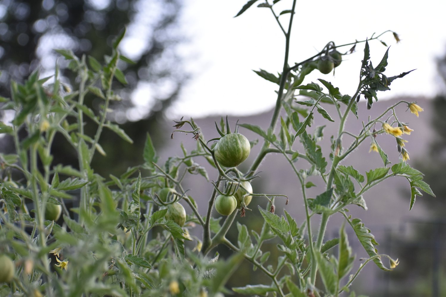 5 Edible Plants That Will Elevate Your Landscape Design and Your Dinner Plate