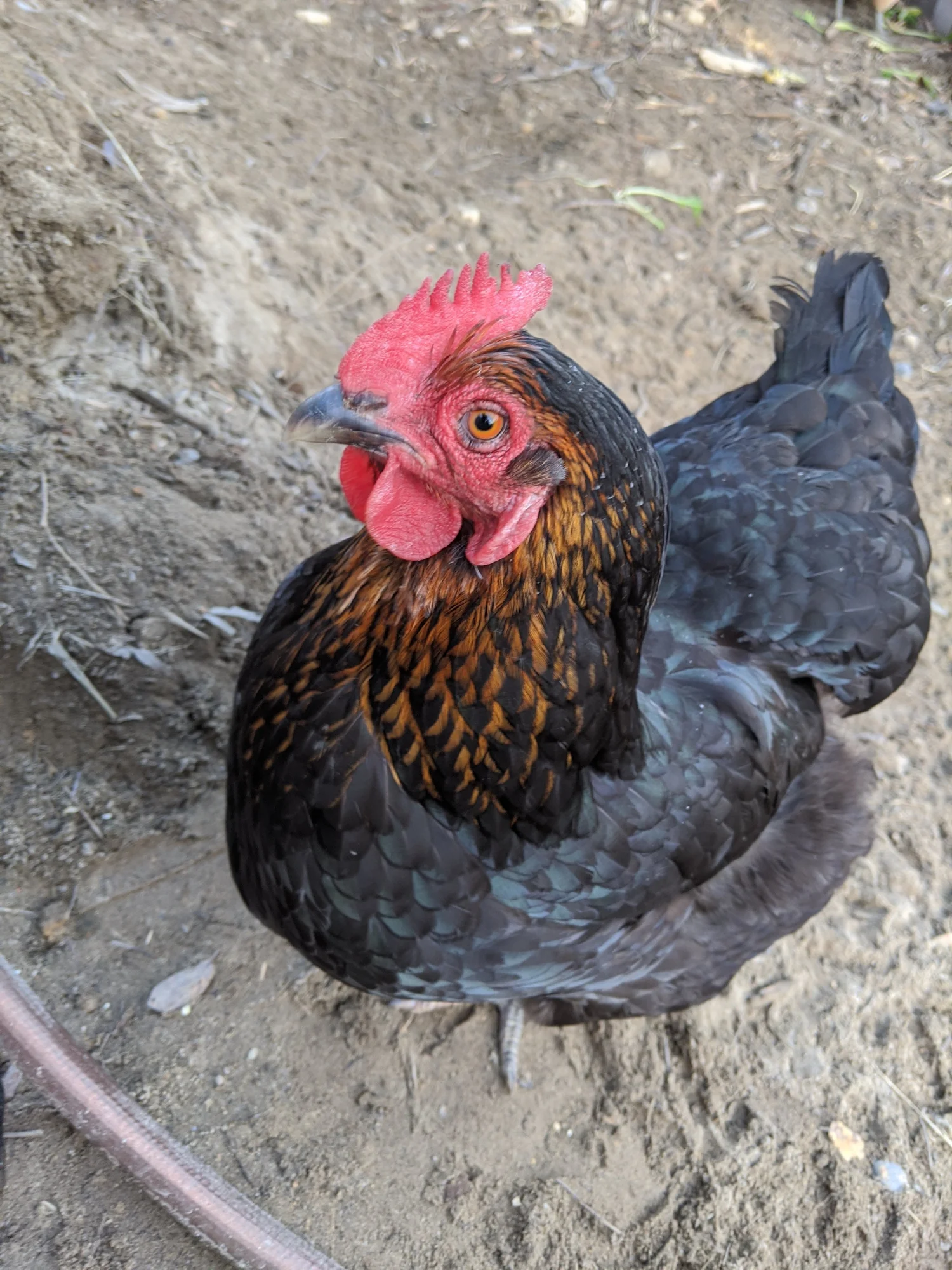 How Do I Know If My Chicken Has Worms?