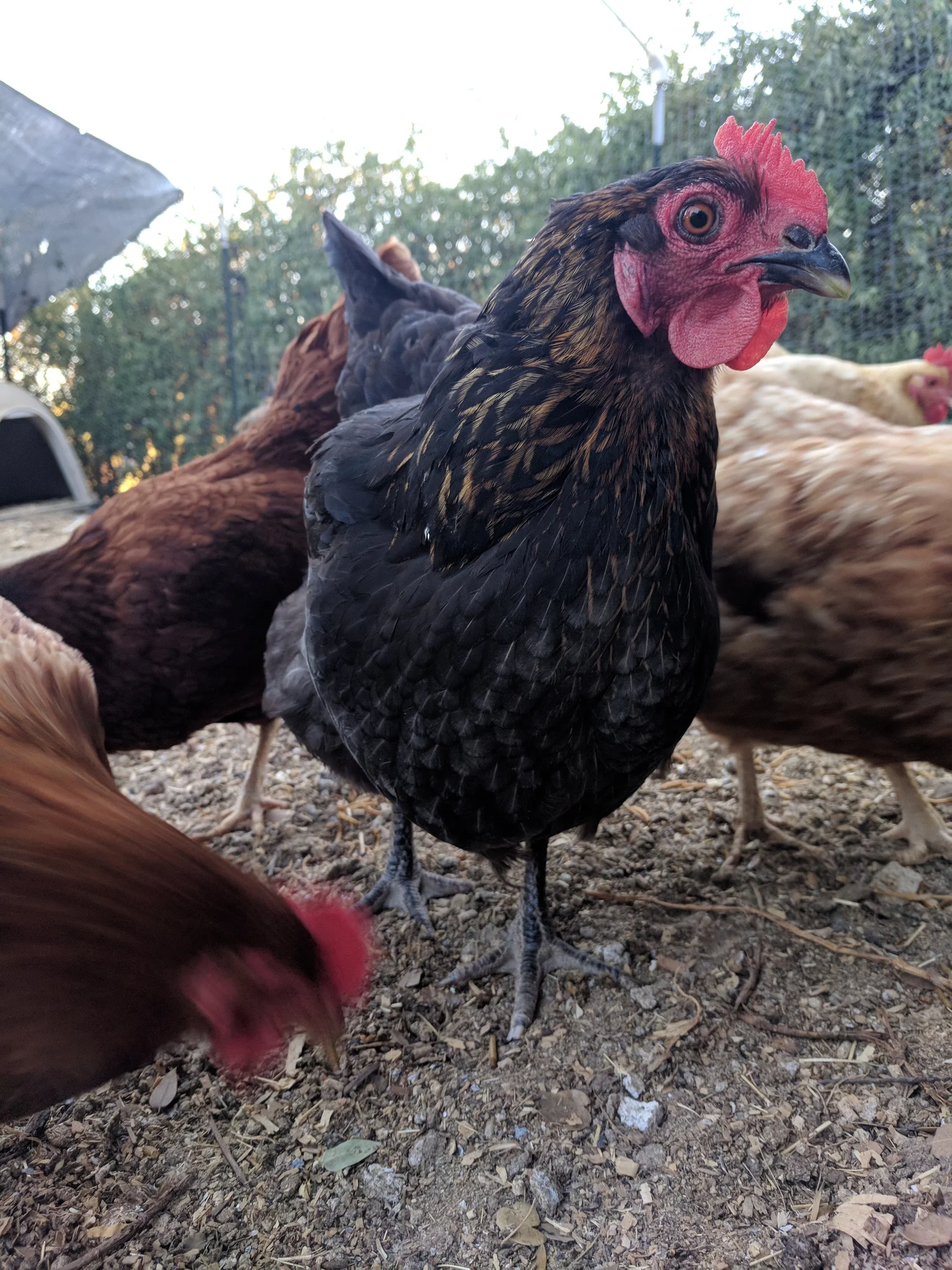 Why Did My Chickens Stop Laying Eggs?