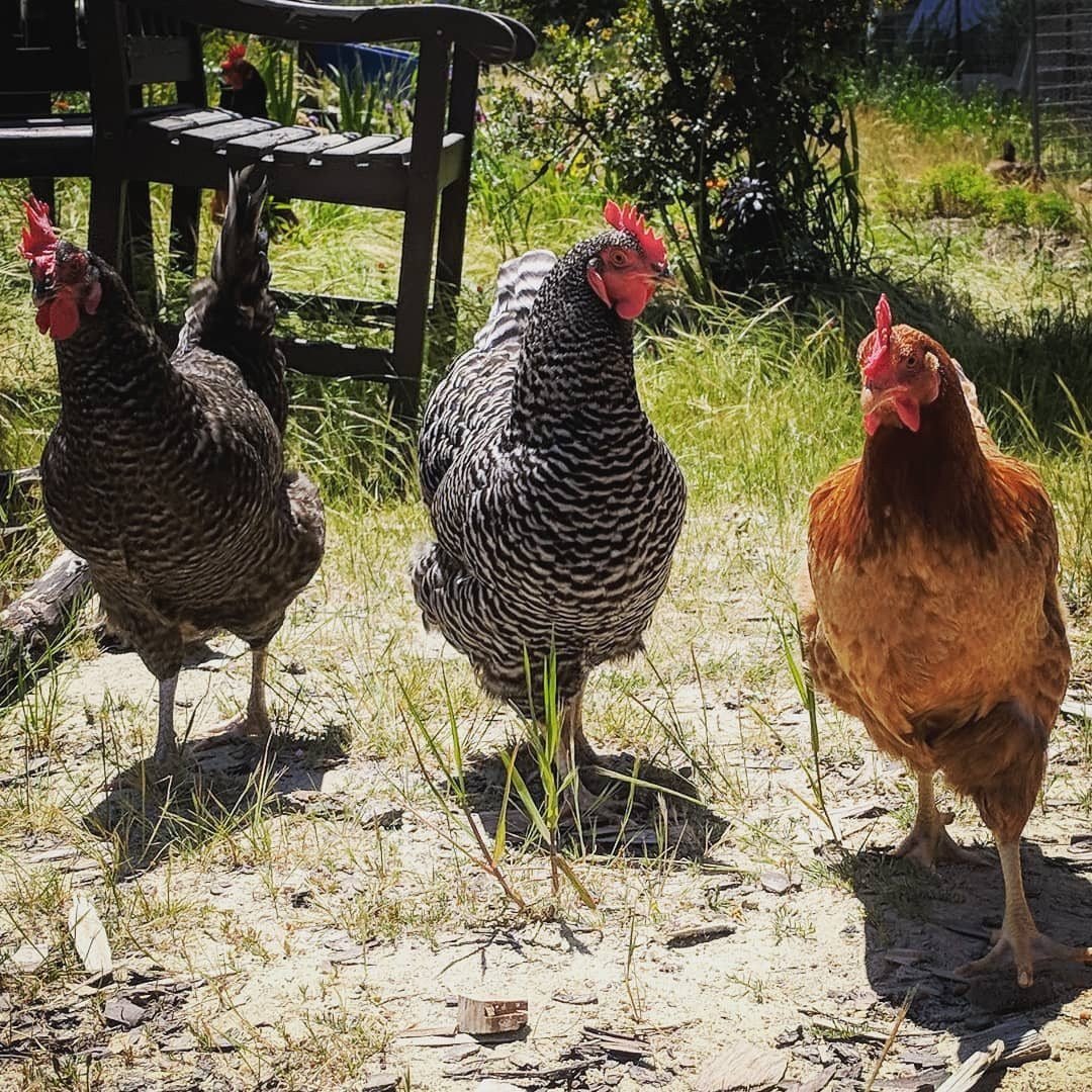 Choosing the Right Breeds for Coastal California Gardens