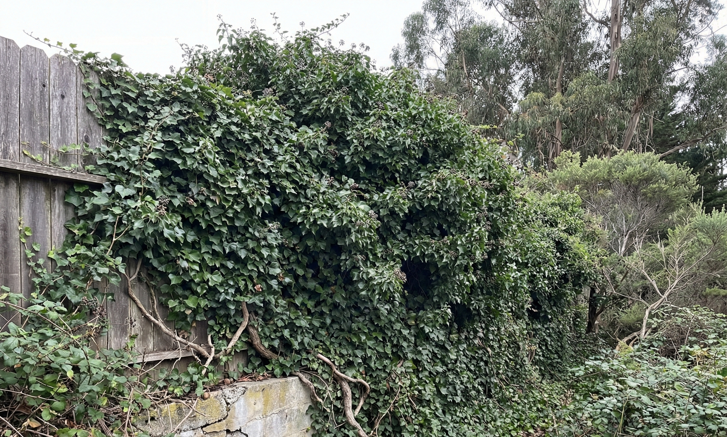 English Ivy in Santa Cruz yard