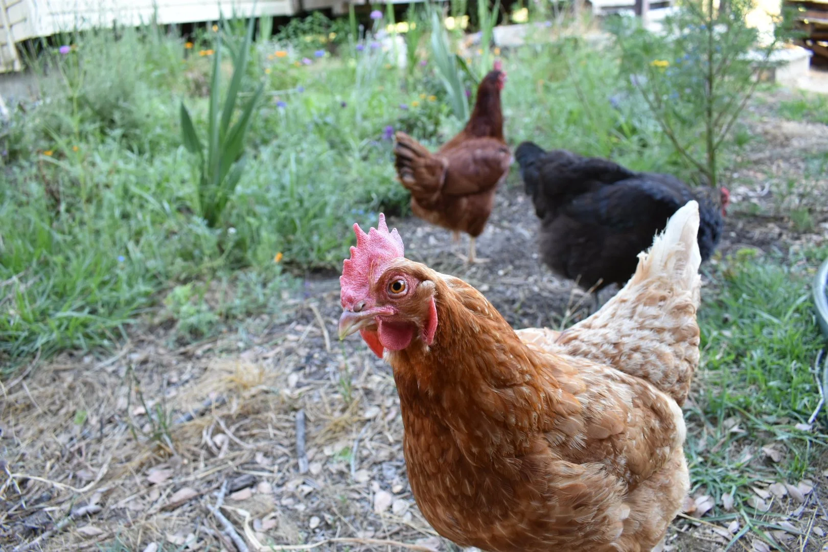 Chickens or Ducks for a Santa Cruz Backyard?