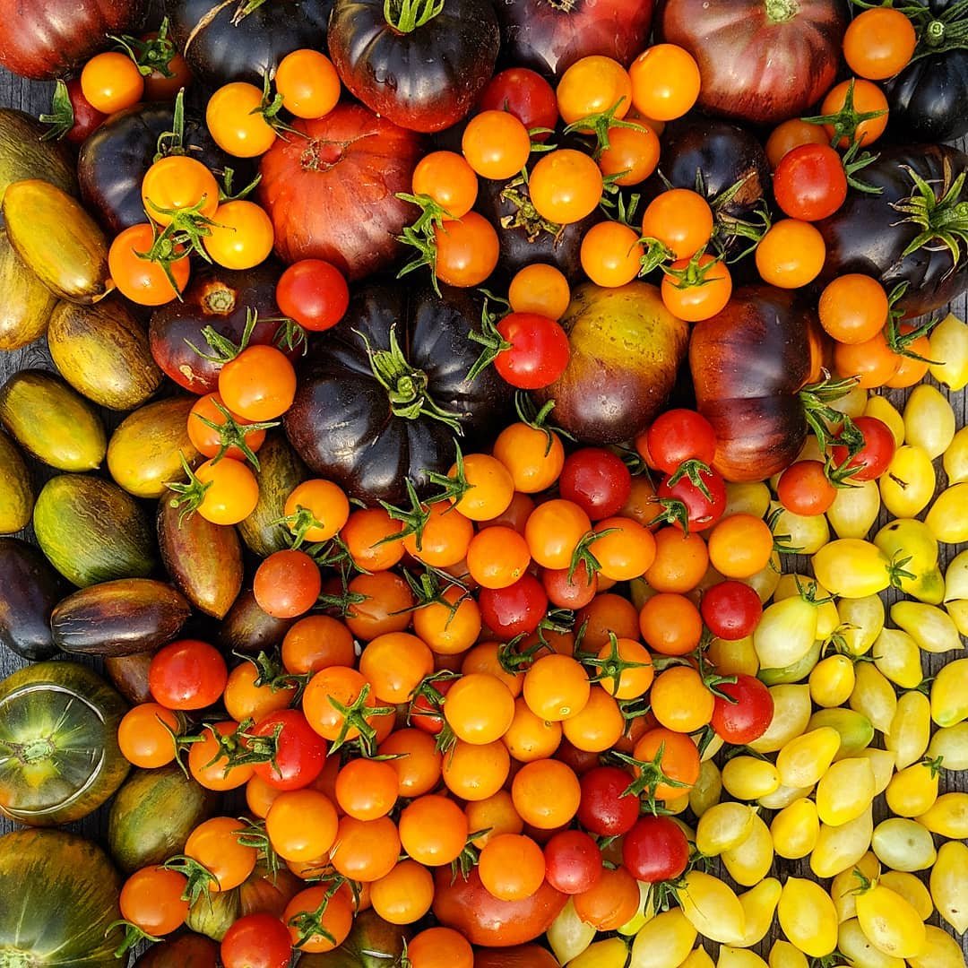 When and How to Harvest Tomatoes for Peak Flavor