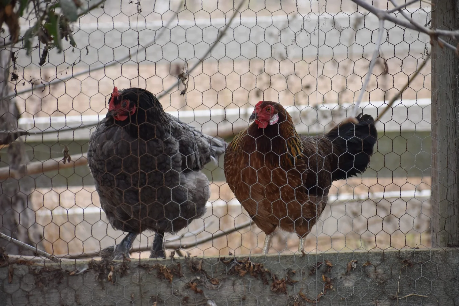 Predator-Proofing Your Flock in Santa Cruz County