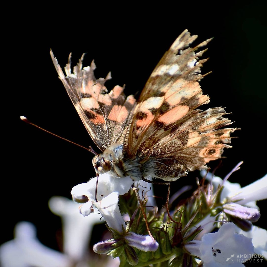 Moth on yerba santa in boulder creek garden